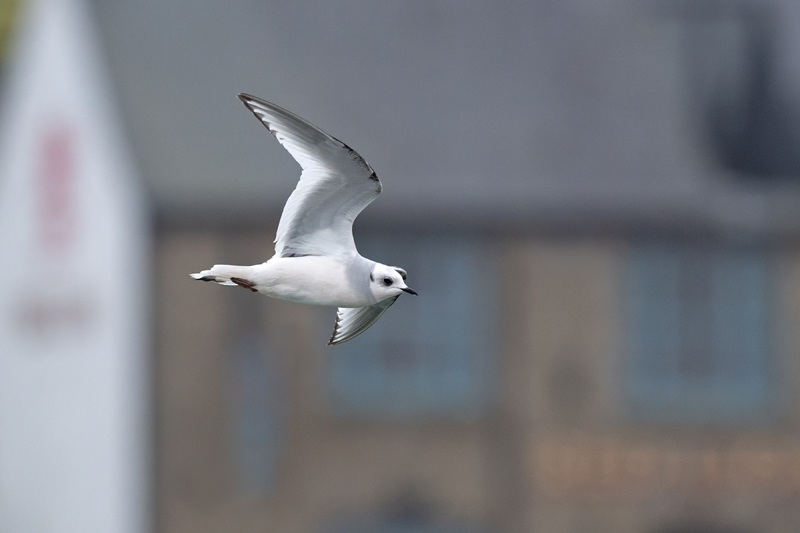 Ross's Gull