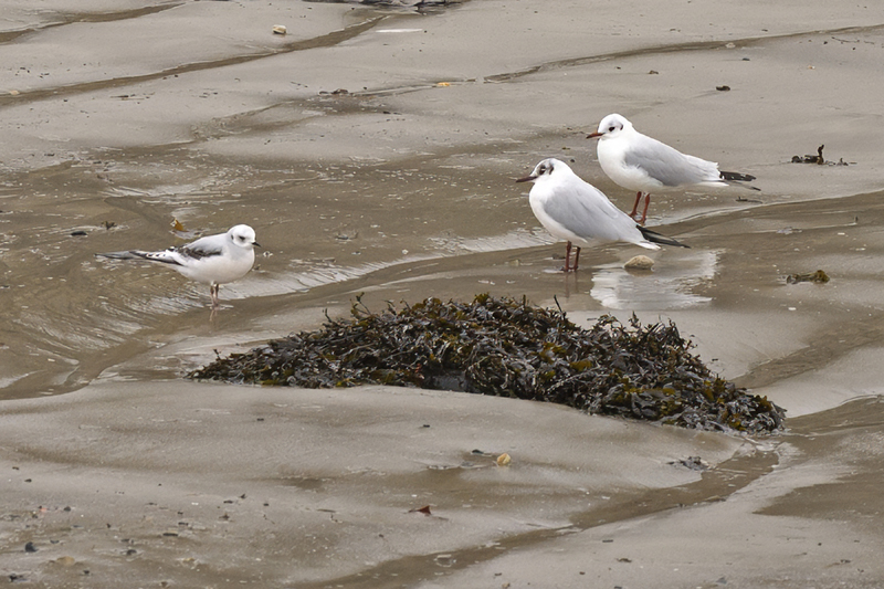 Ross's Gull