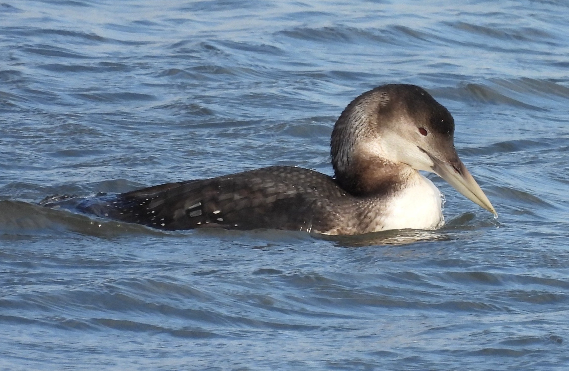 White-billed Diver