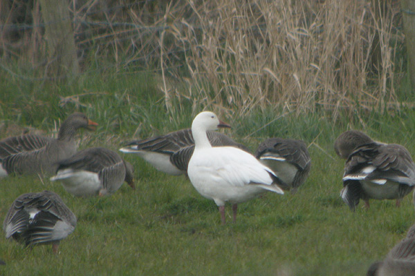 Snow Goose