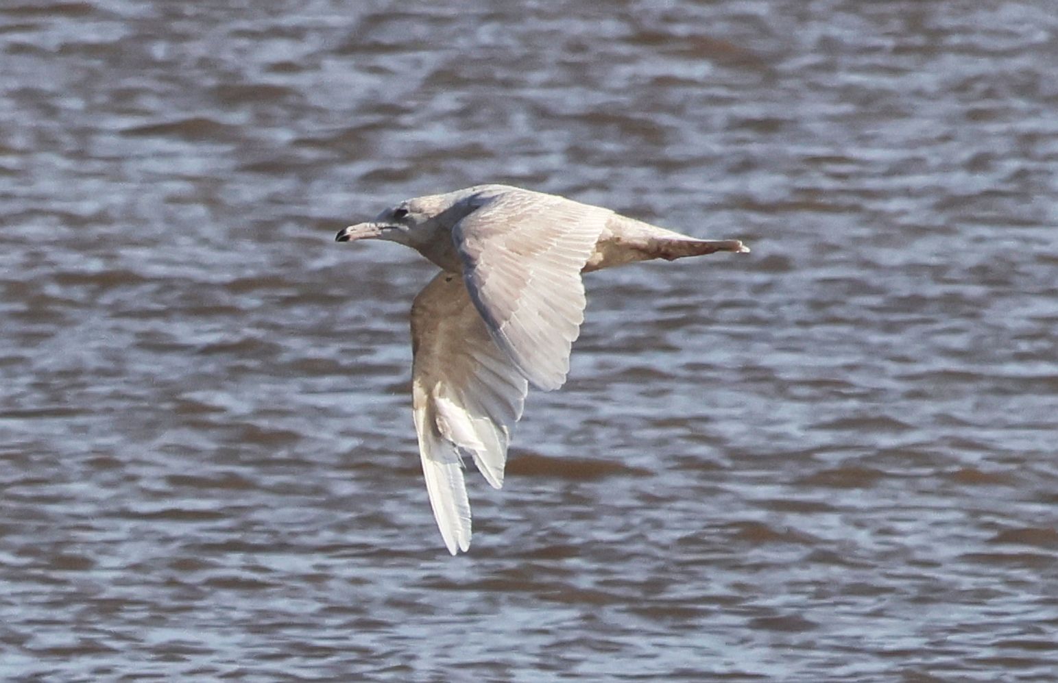 Glaucous Gull