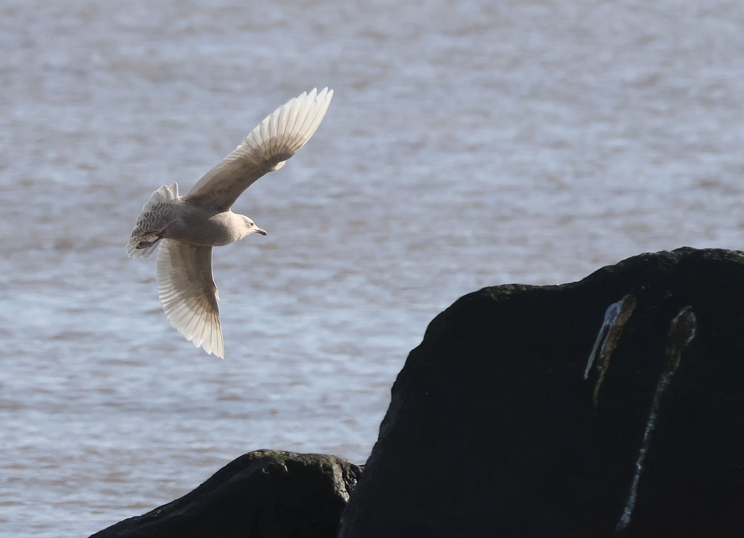 Iceland Gull