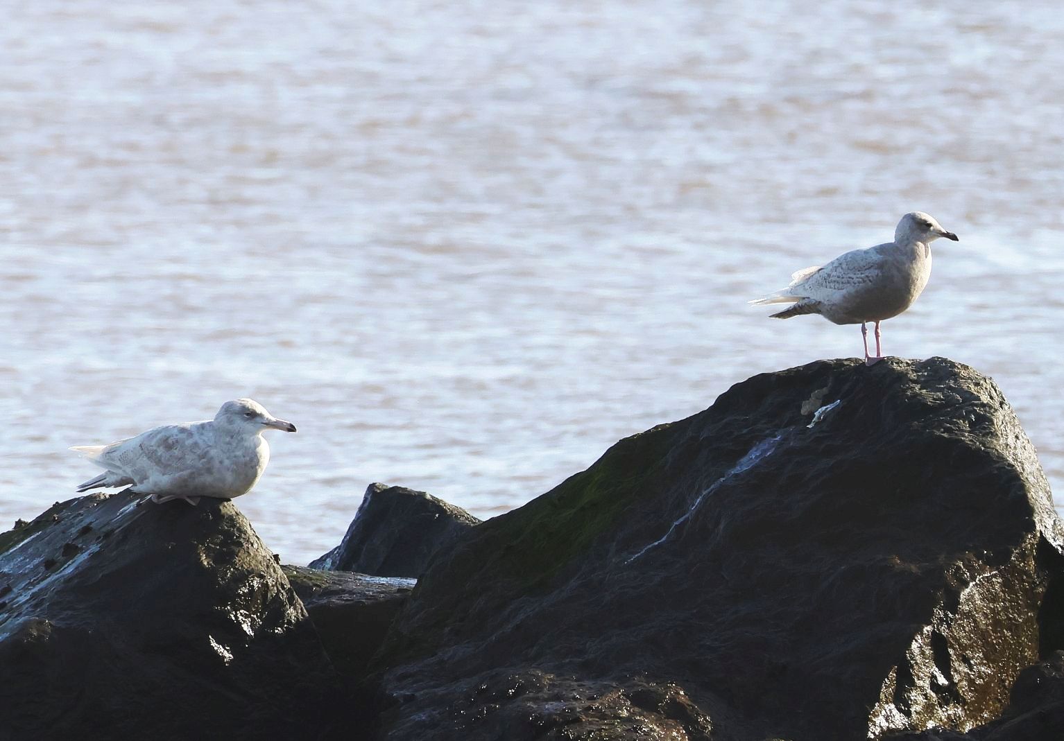 Glaucous Gull & Iceland Gull