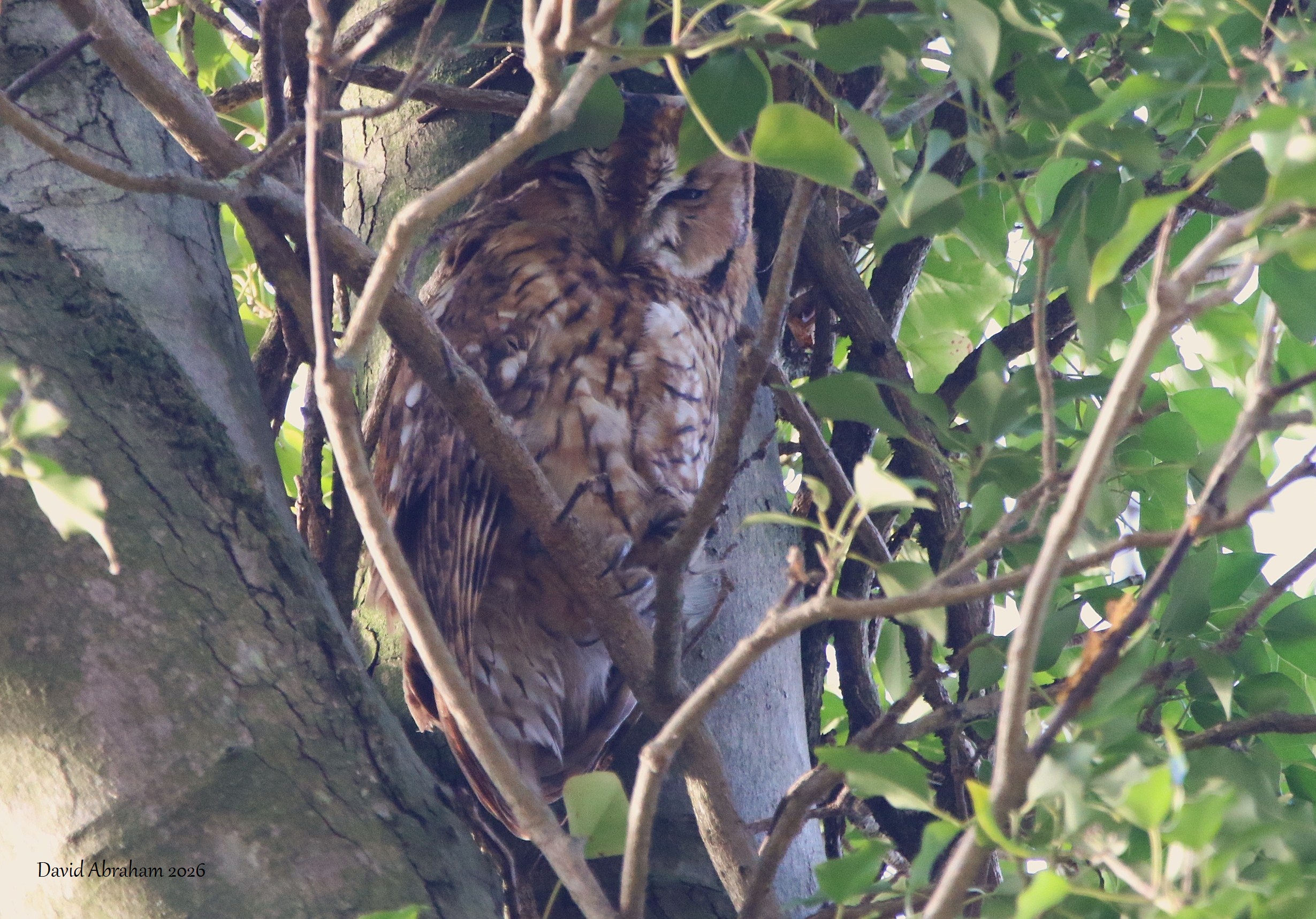 Tawny Owl 