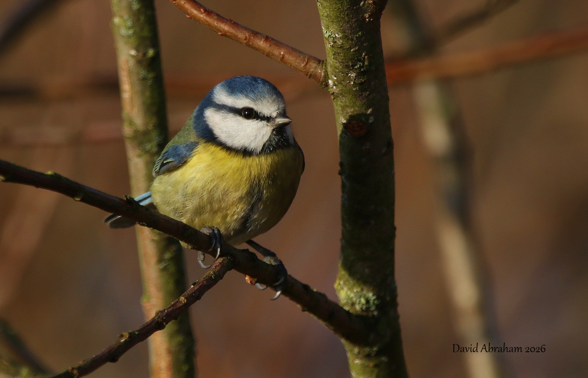 Blue Tit 
