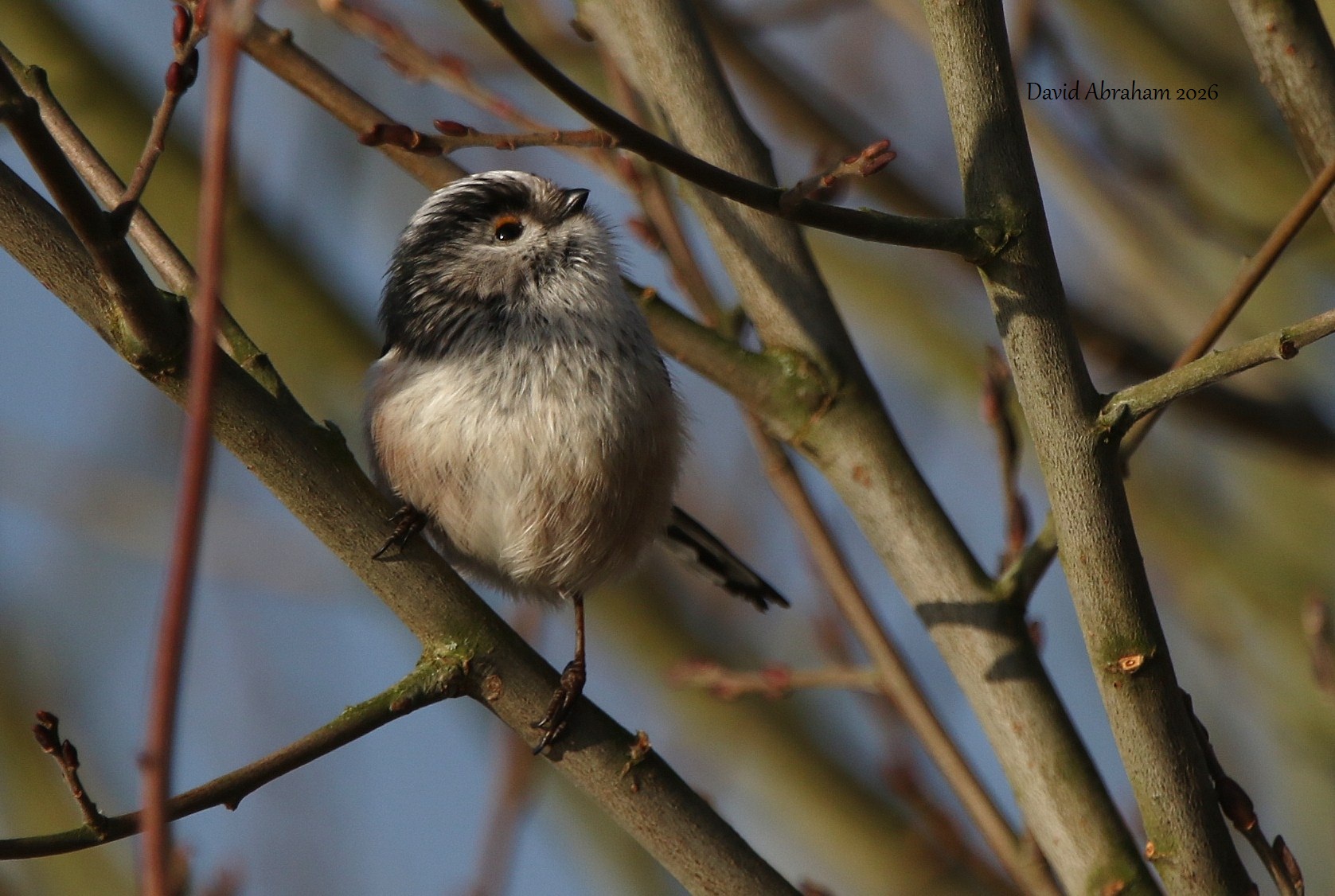 Long-tailed Tit 