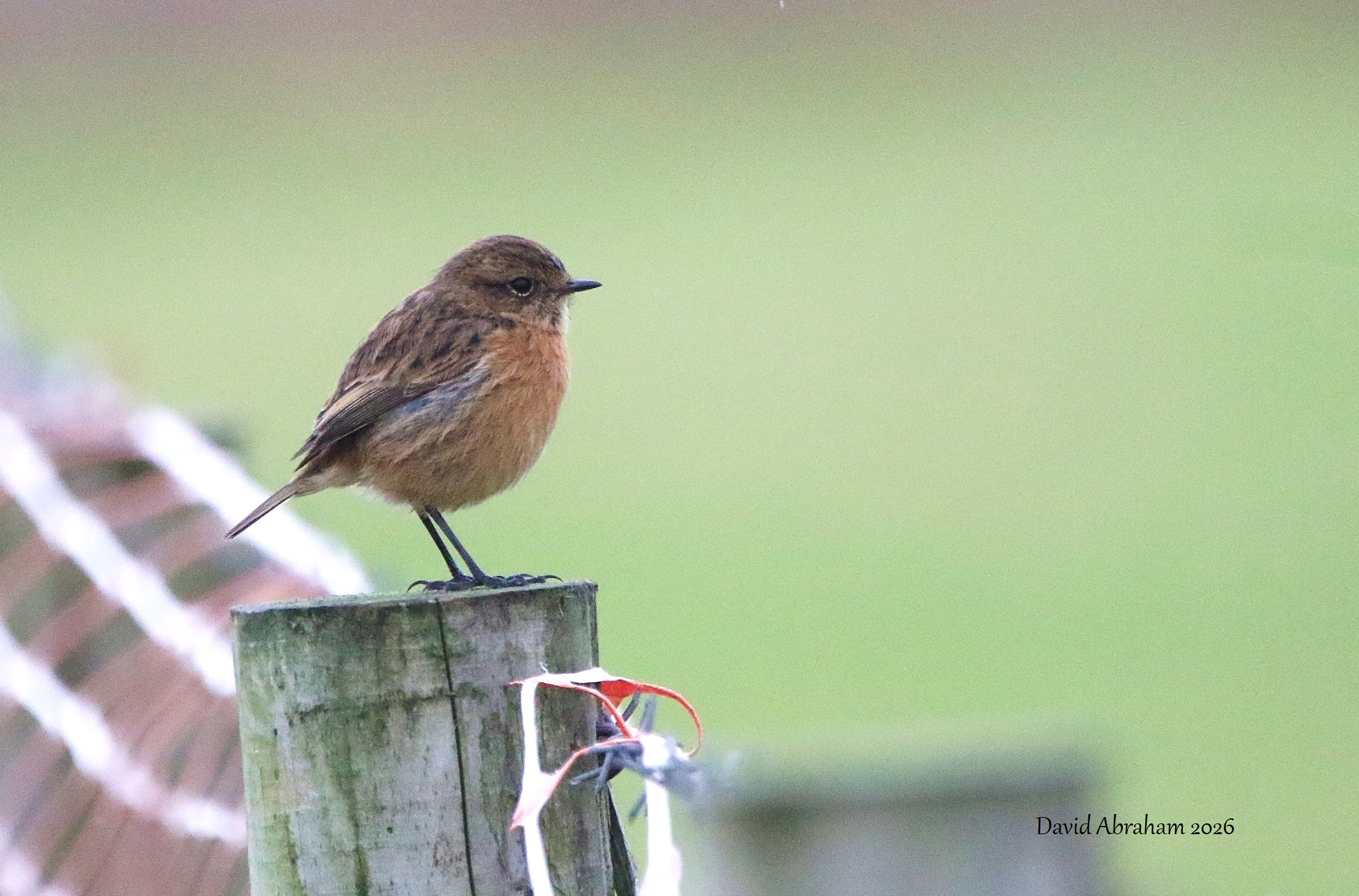 Stonechat 