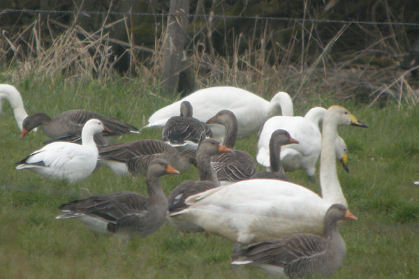 Snow Goose