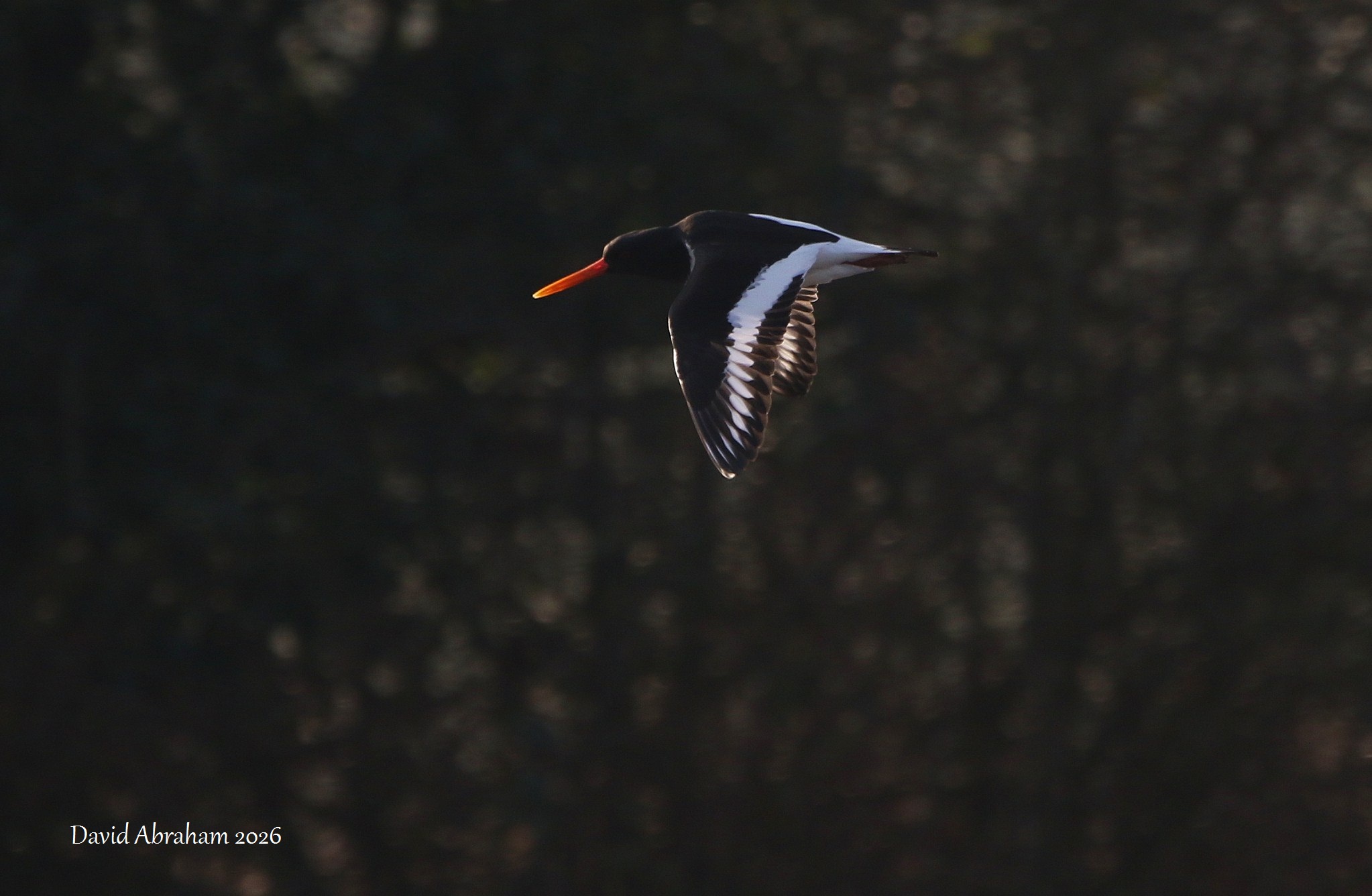 Oystercatcher 