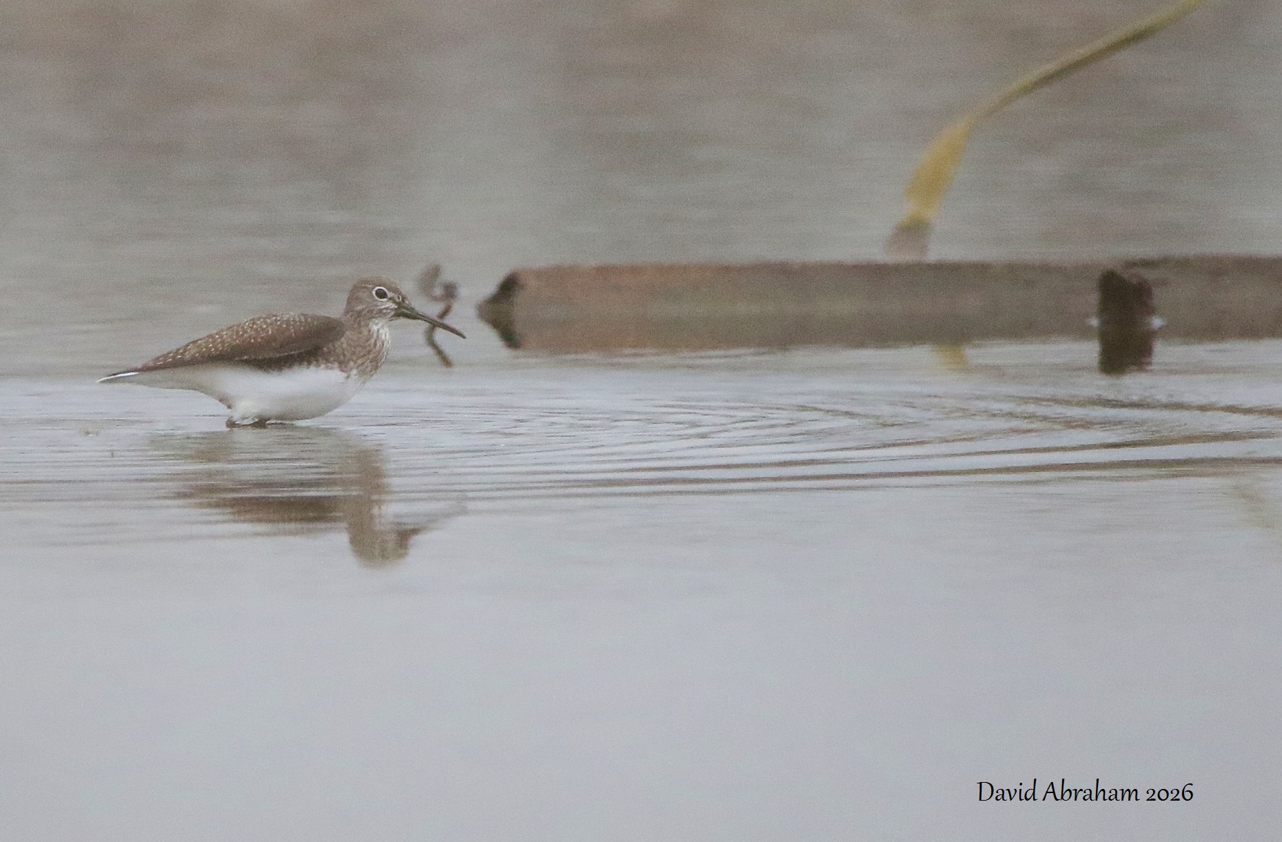 Green Sandpiper 