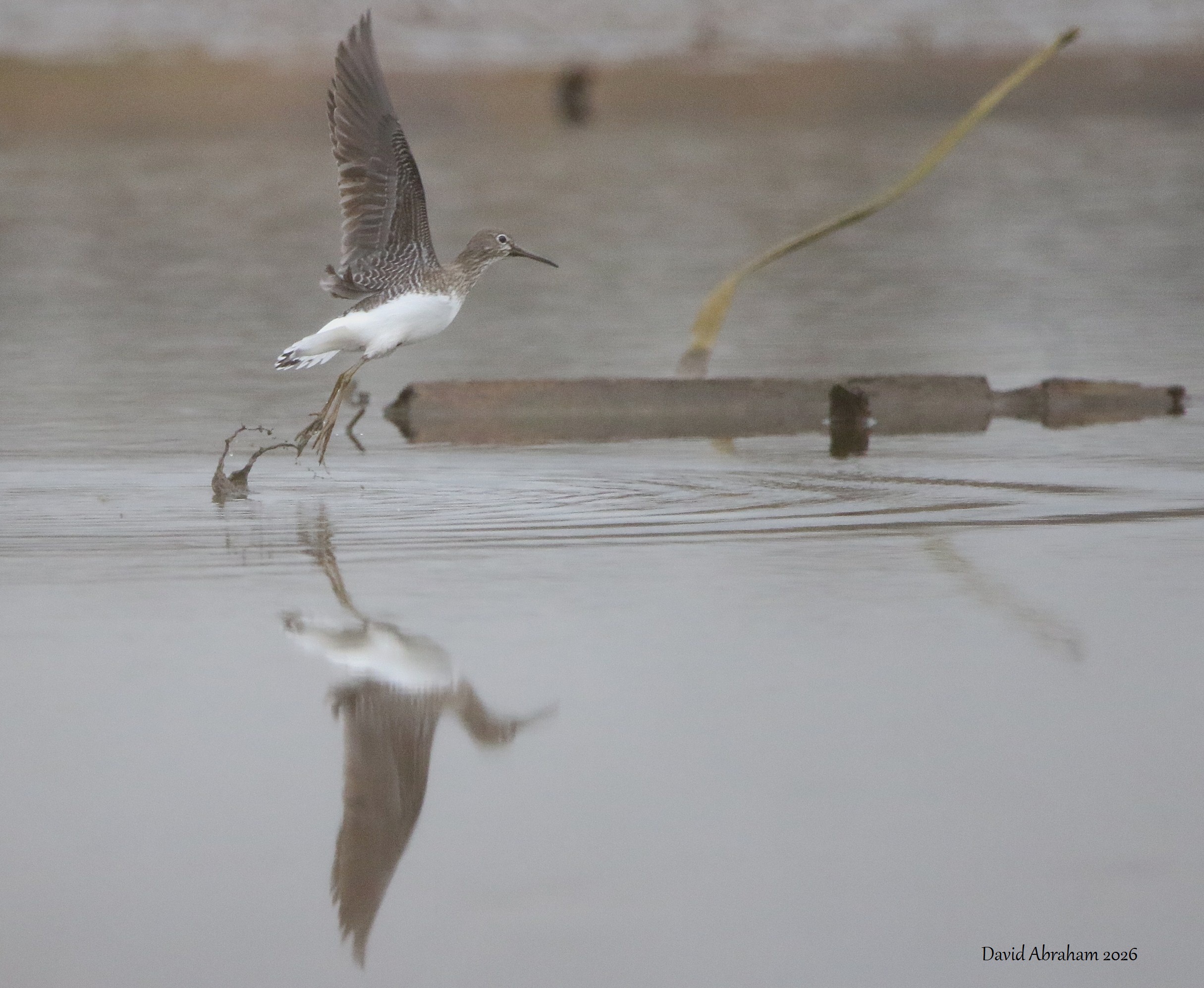 Green Sandpiper 