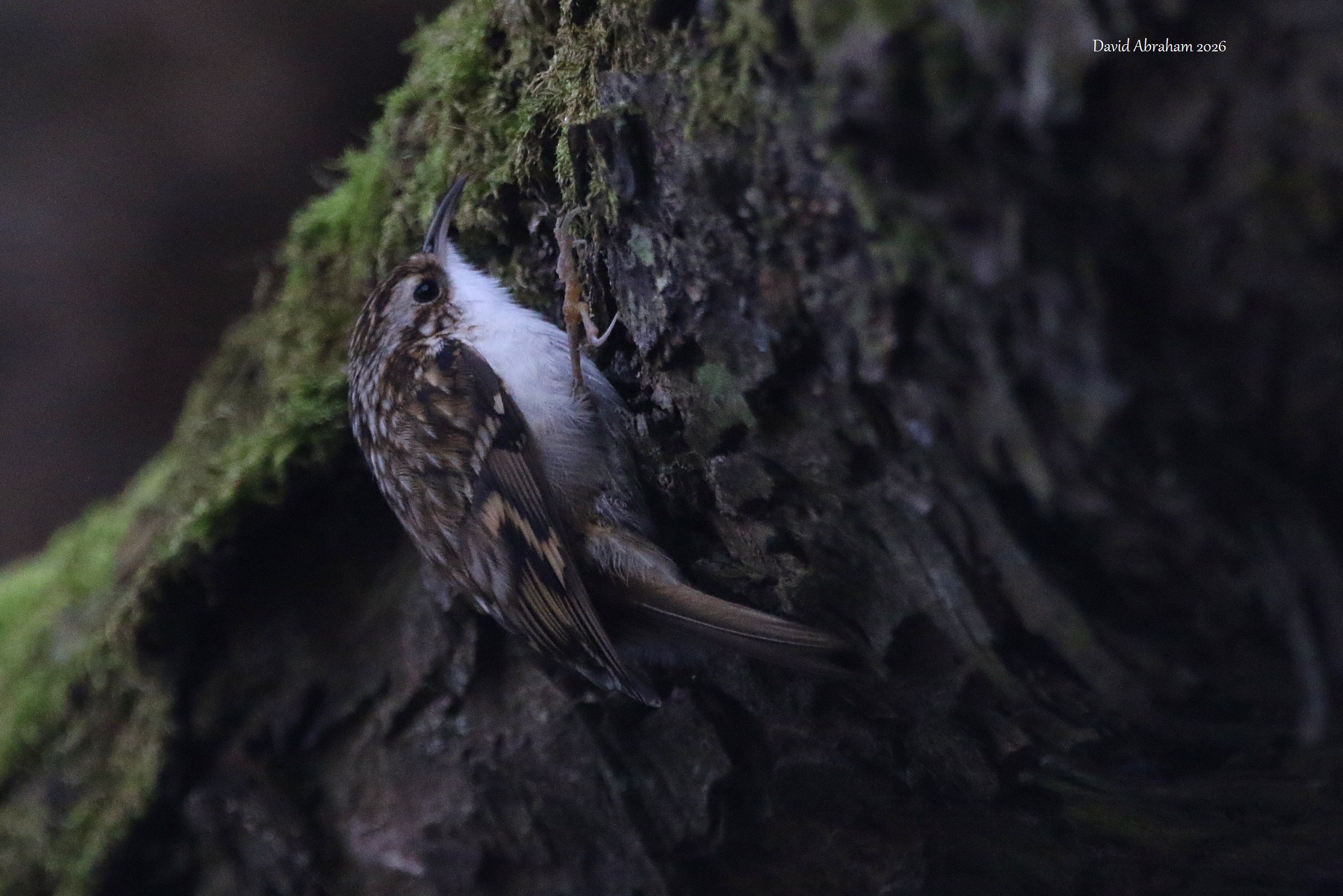Treecreeper 