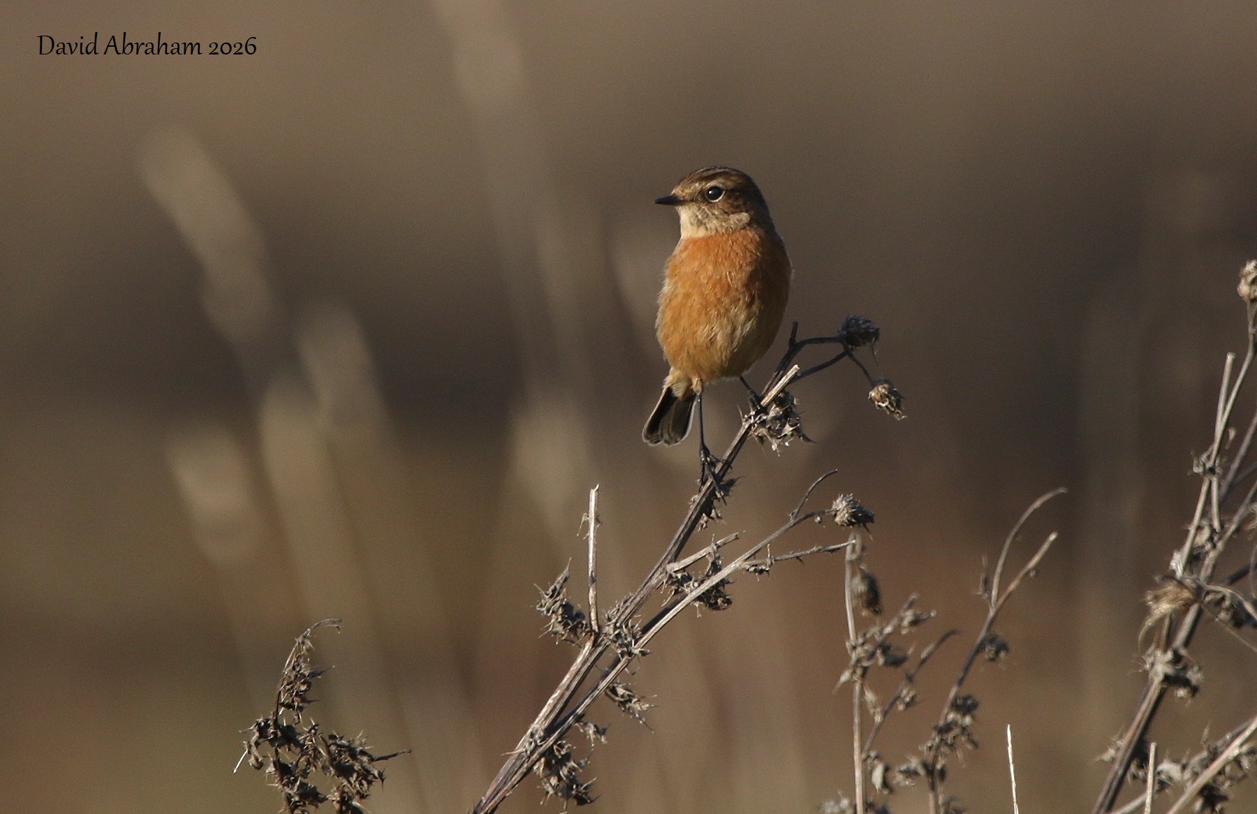 Stonechat 