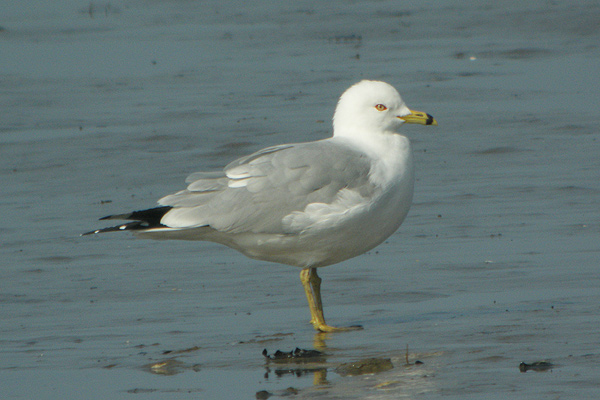 Ring-billed Gull