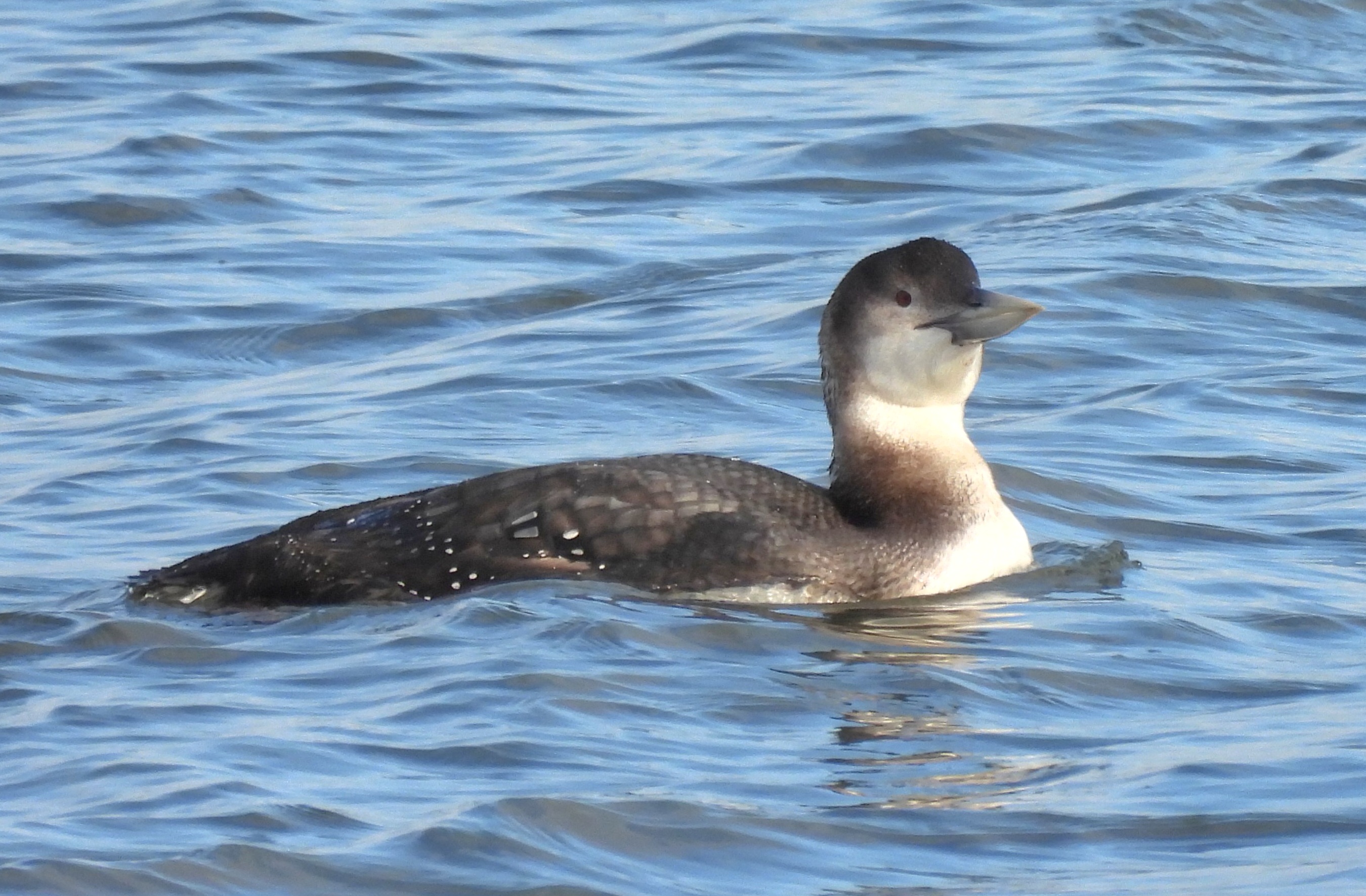 White-billed Diver