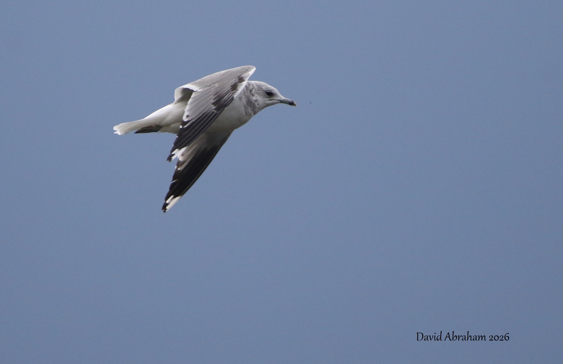 Common Gull 