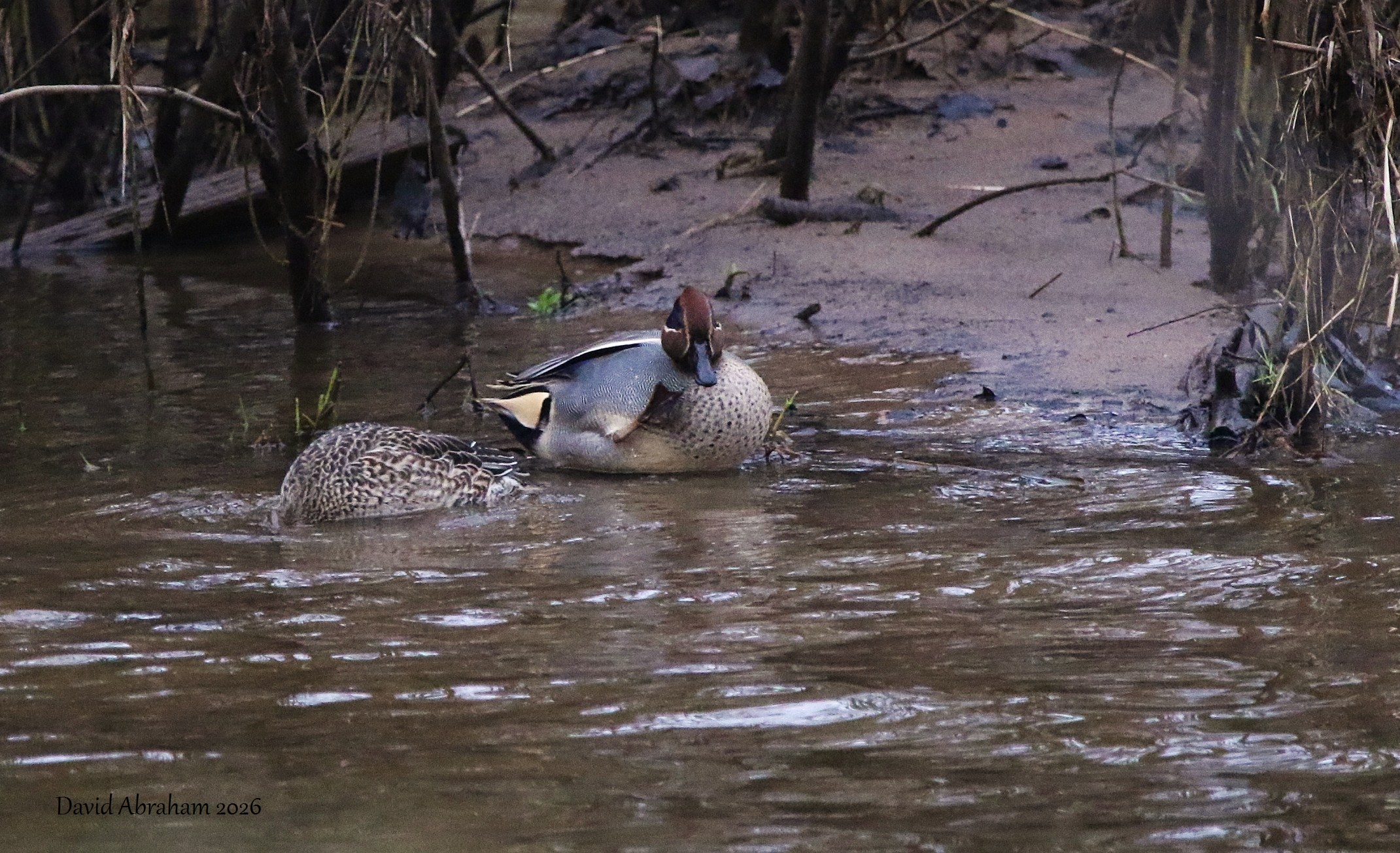 Eurasian Teal 