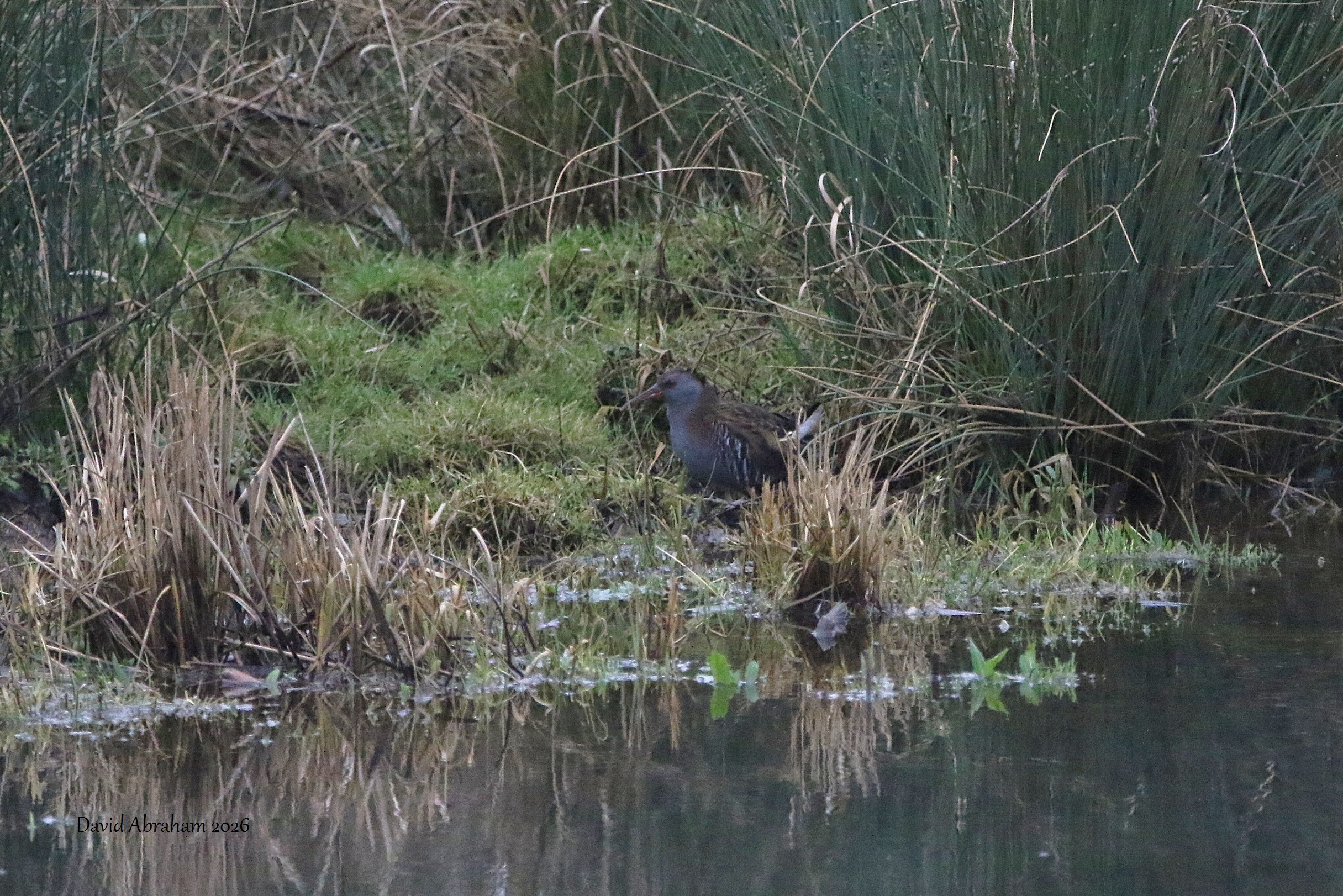 Water Rail 