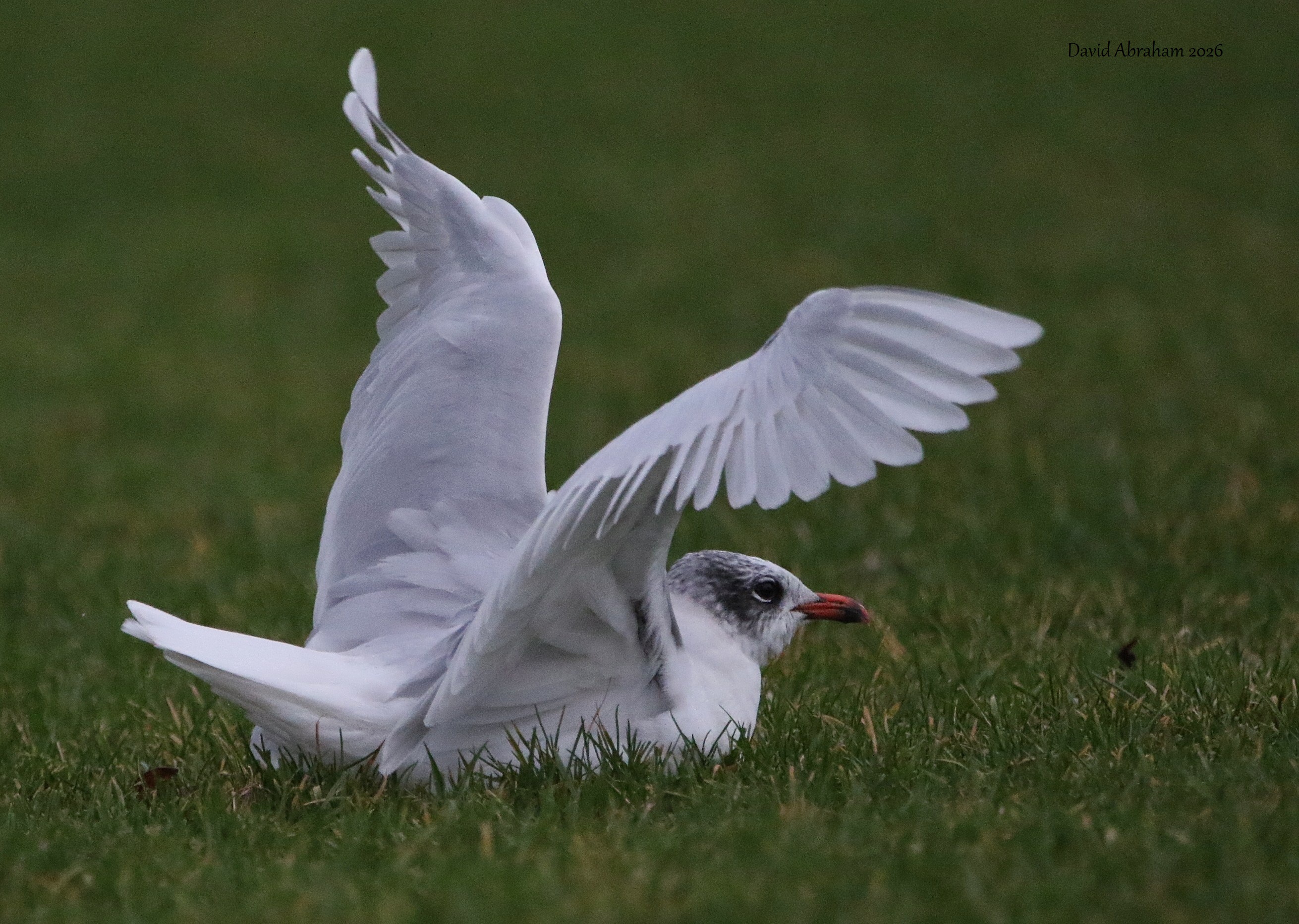 Mediterranean Gull 