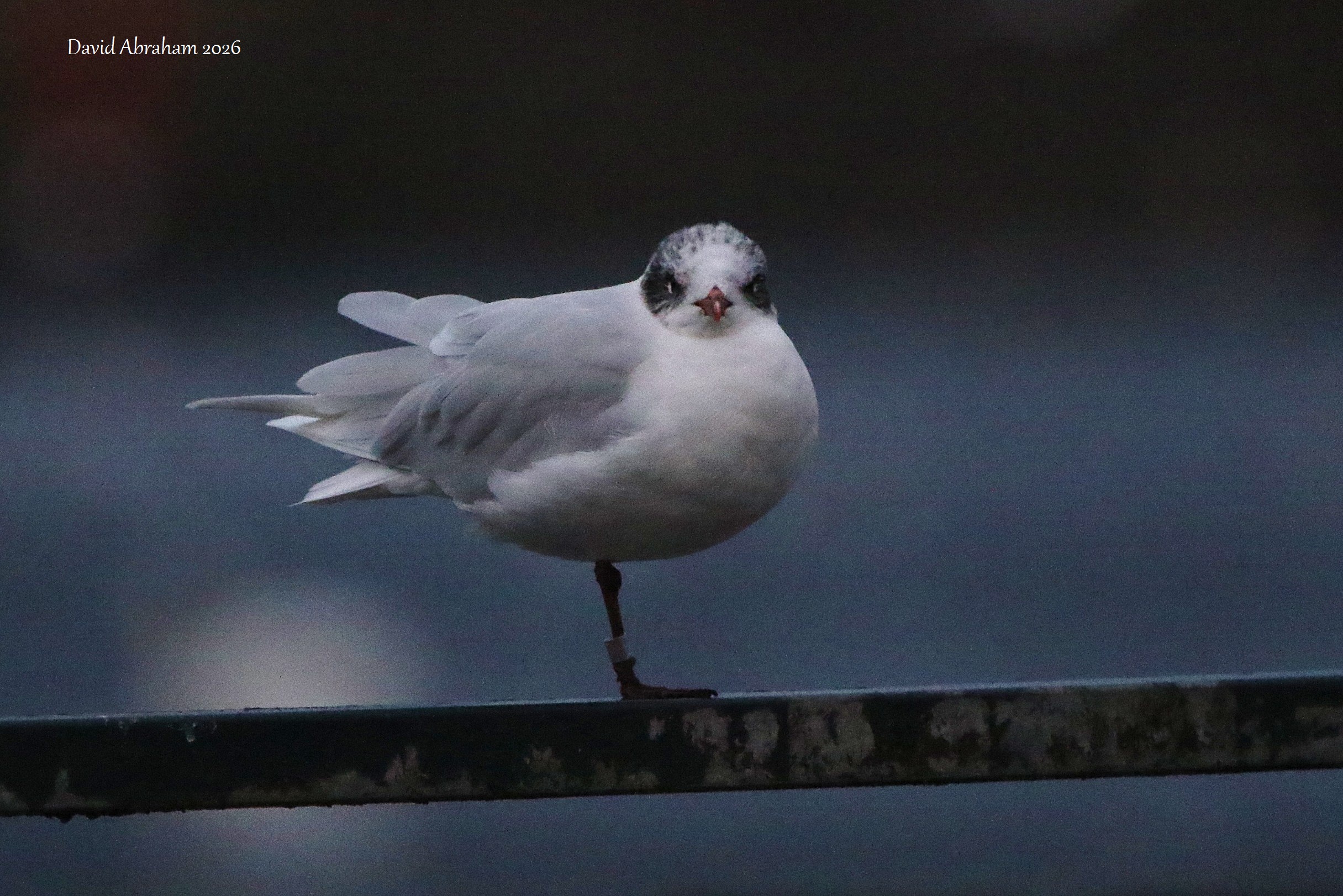 Mediterranean Gull 