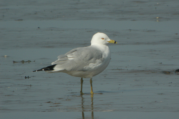 Ring-billed Gull