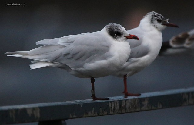 Mediterranean Gull 
