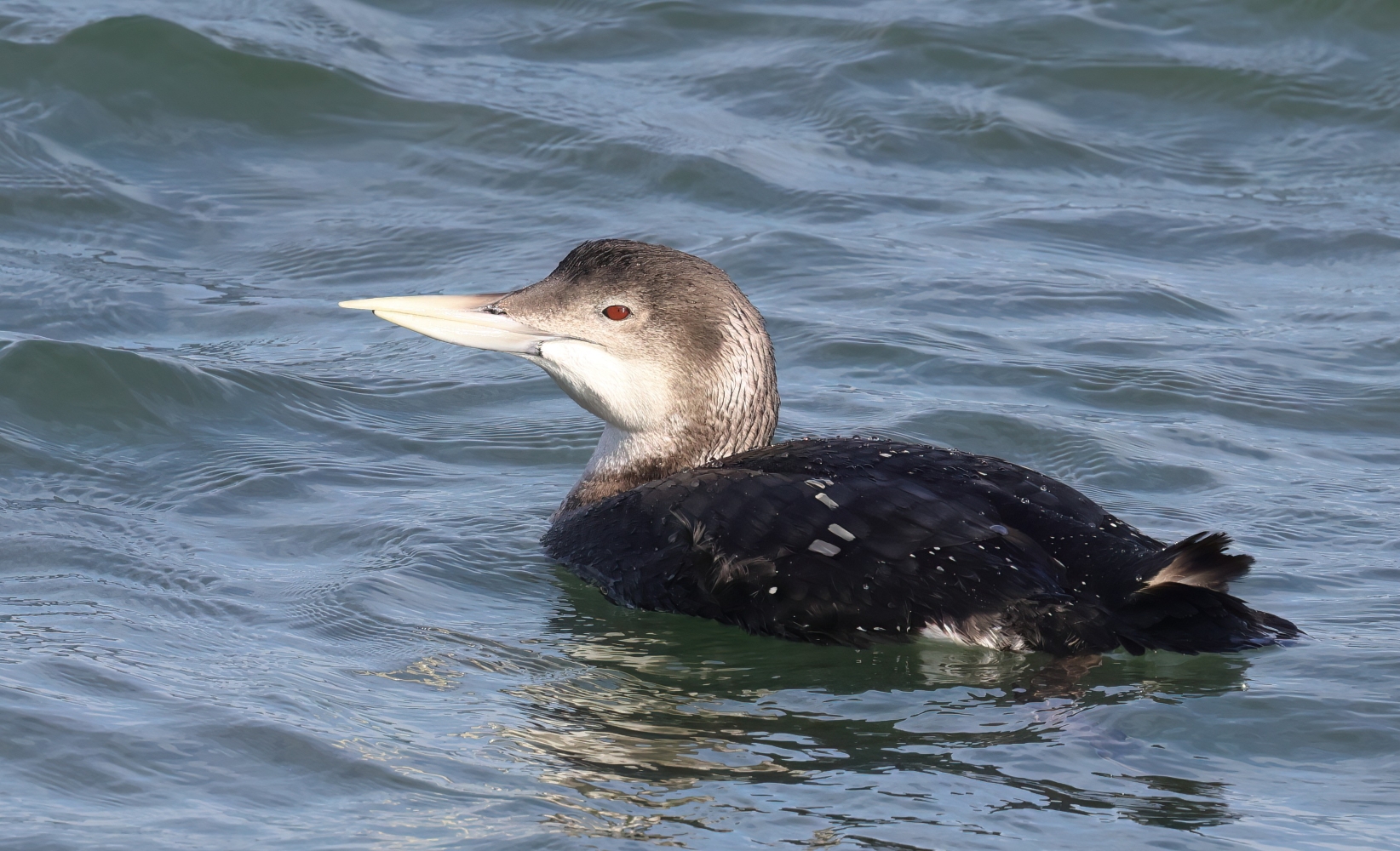 White-billed Diver
