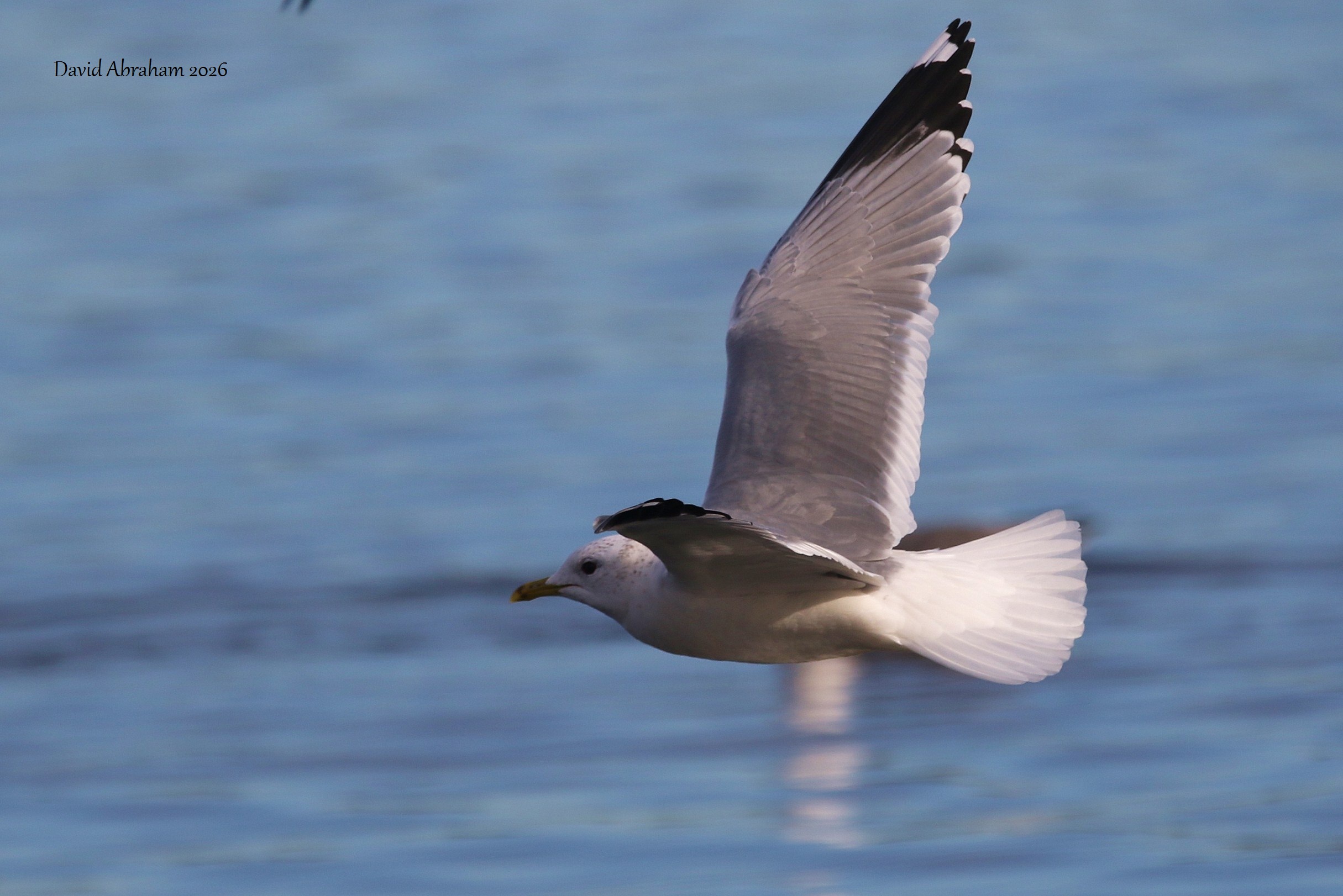 Common Gull