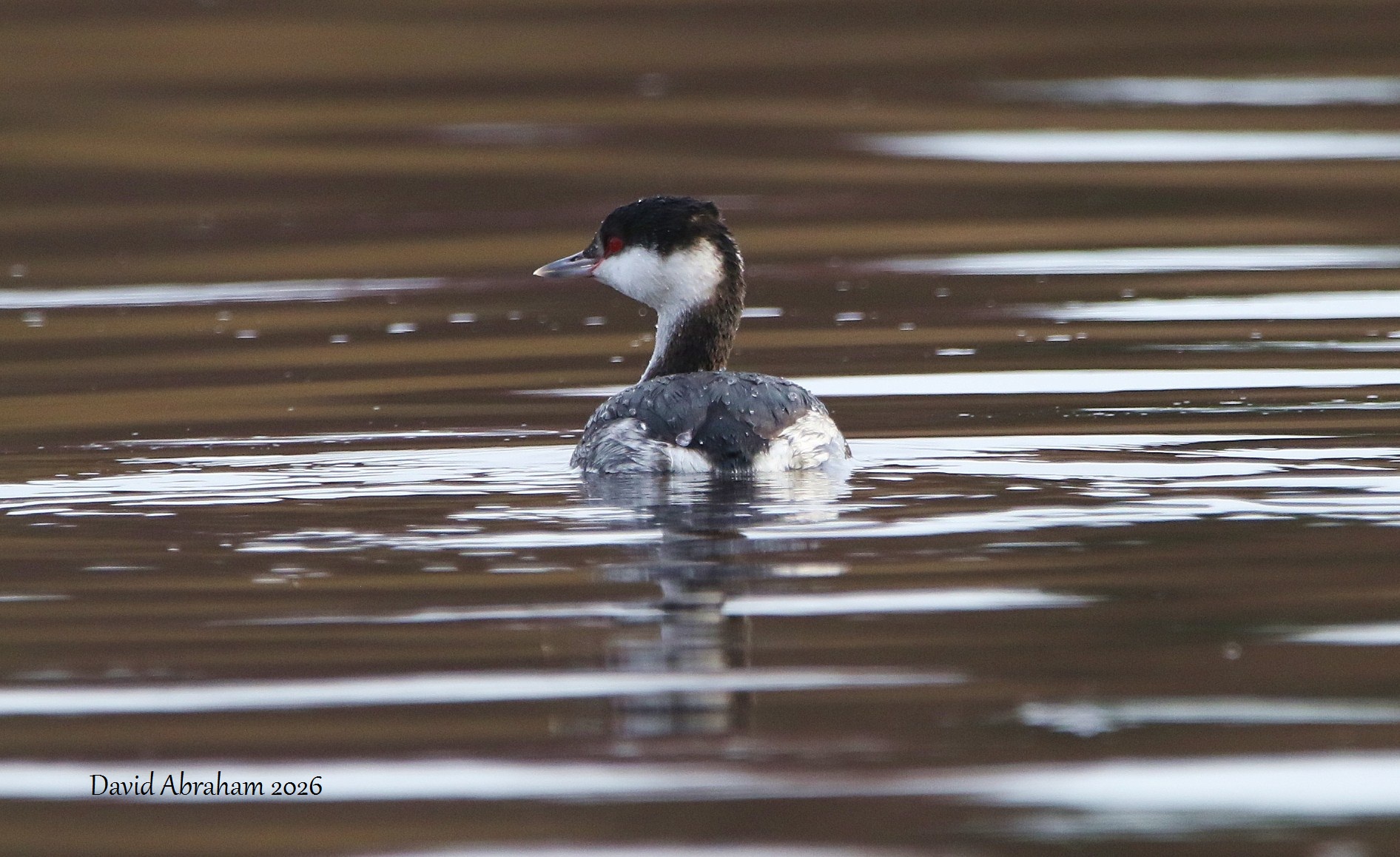 Slavonian Grebe 