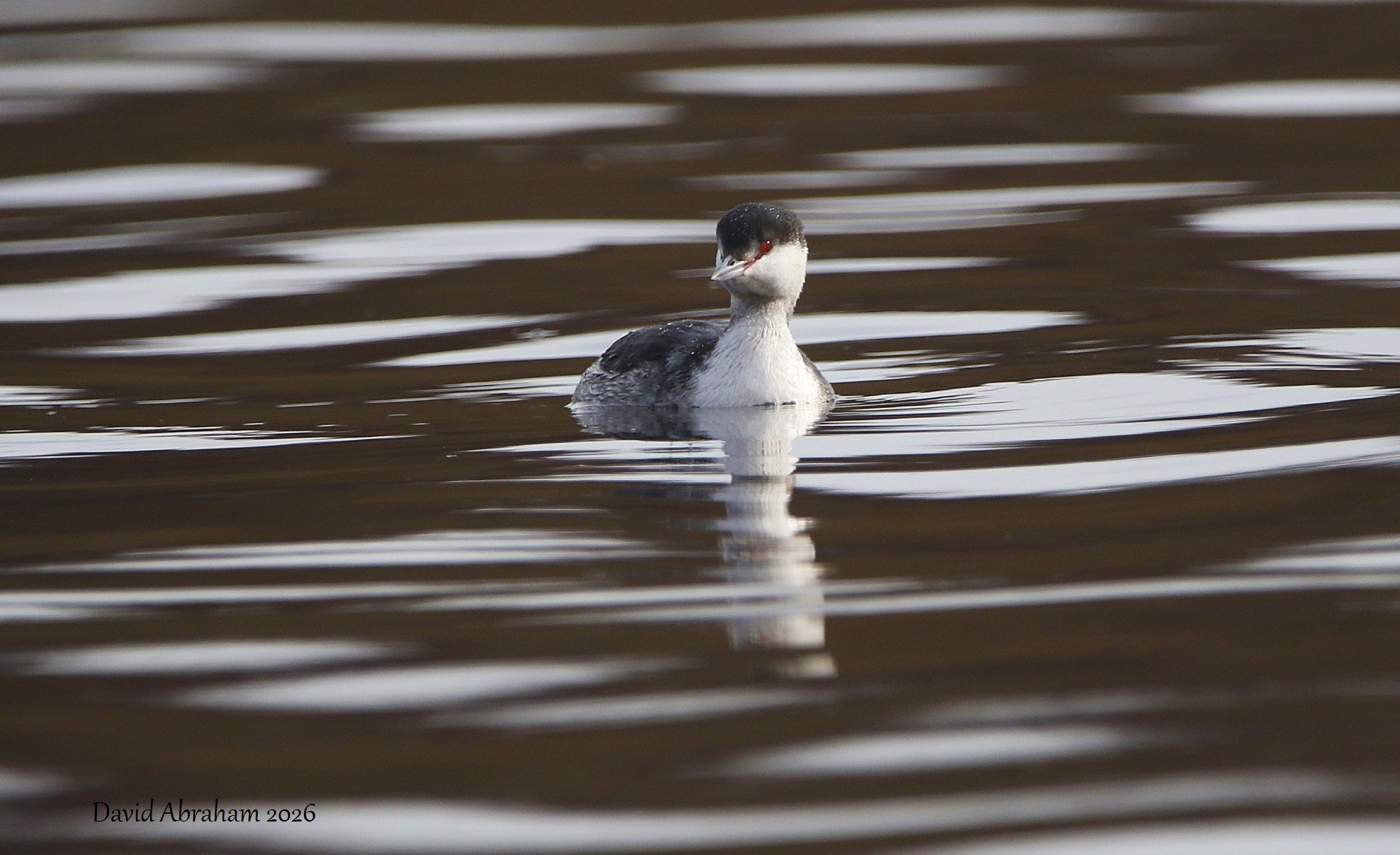 Slavonian Grebe 