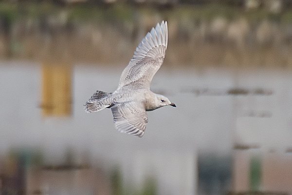 Kumlien's Gull