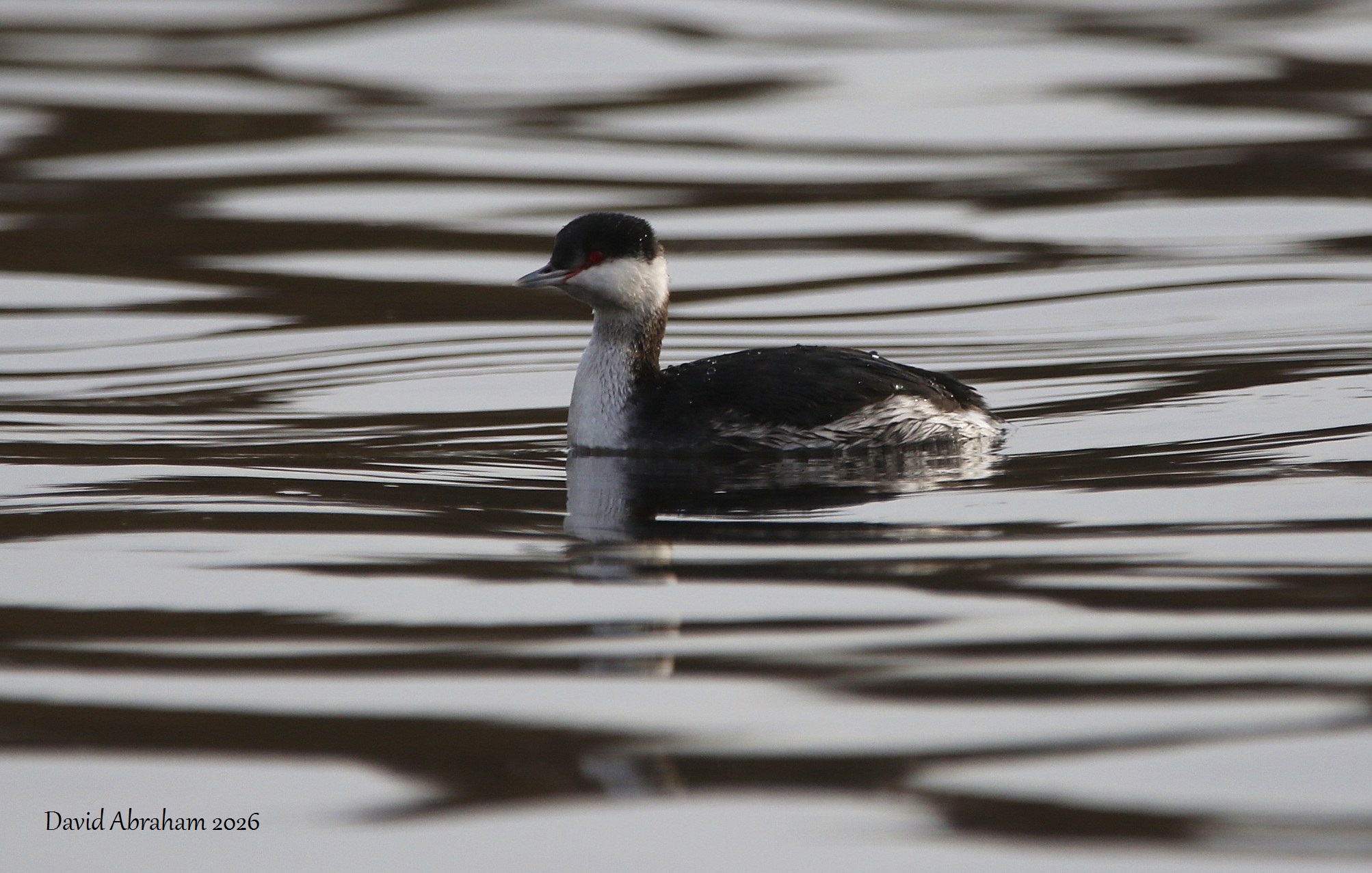 Slavonian Grebe 