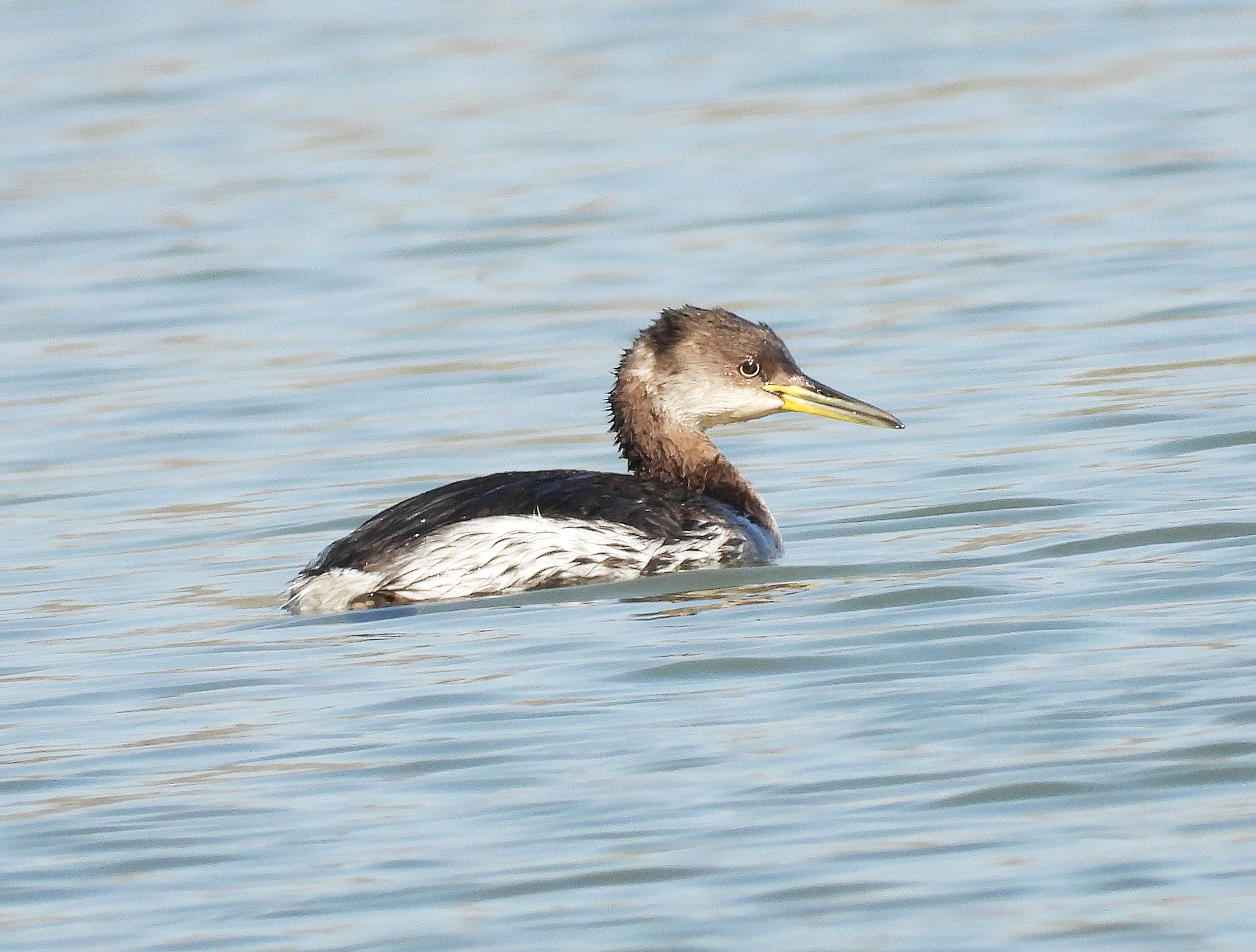 Red-necked Grebe