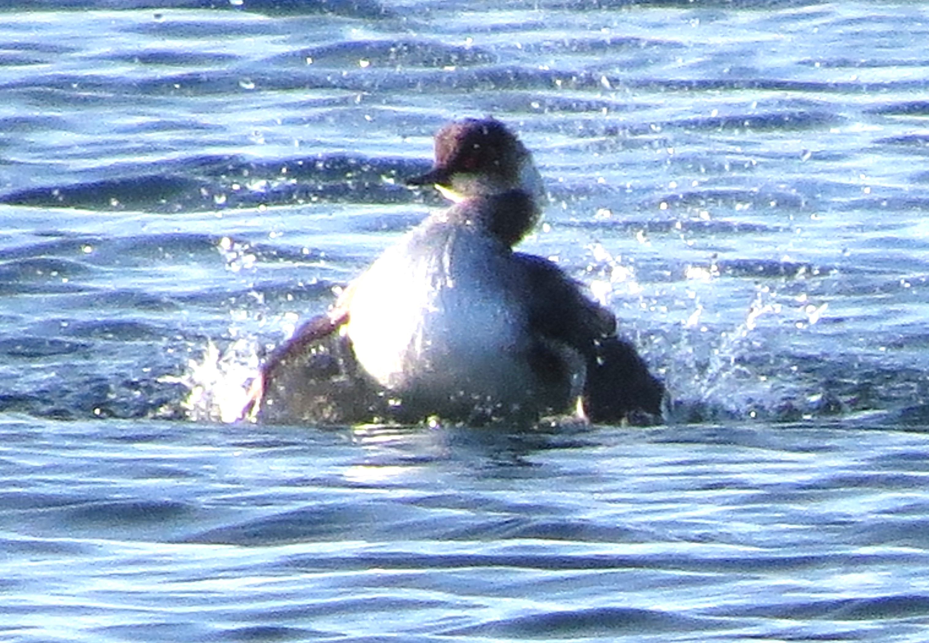 Black-necked Grebe