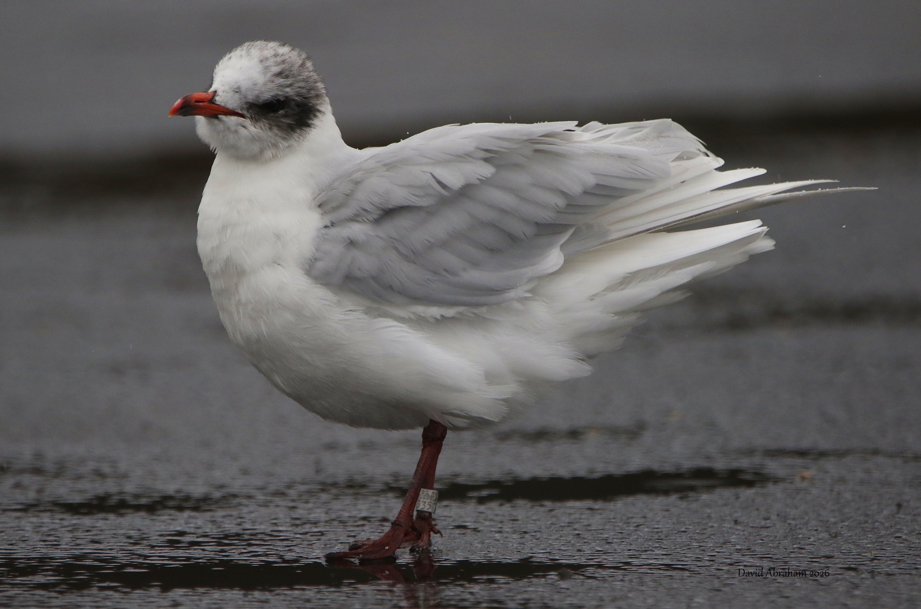 Mediterranean Gull 