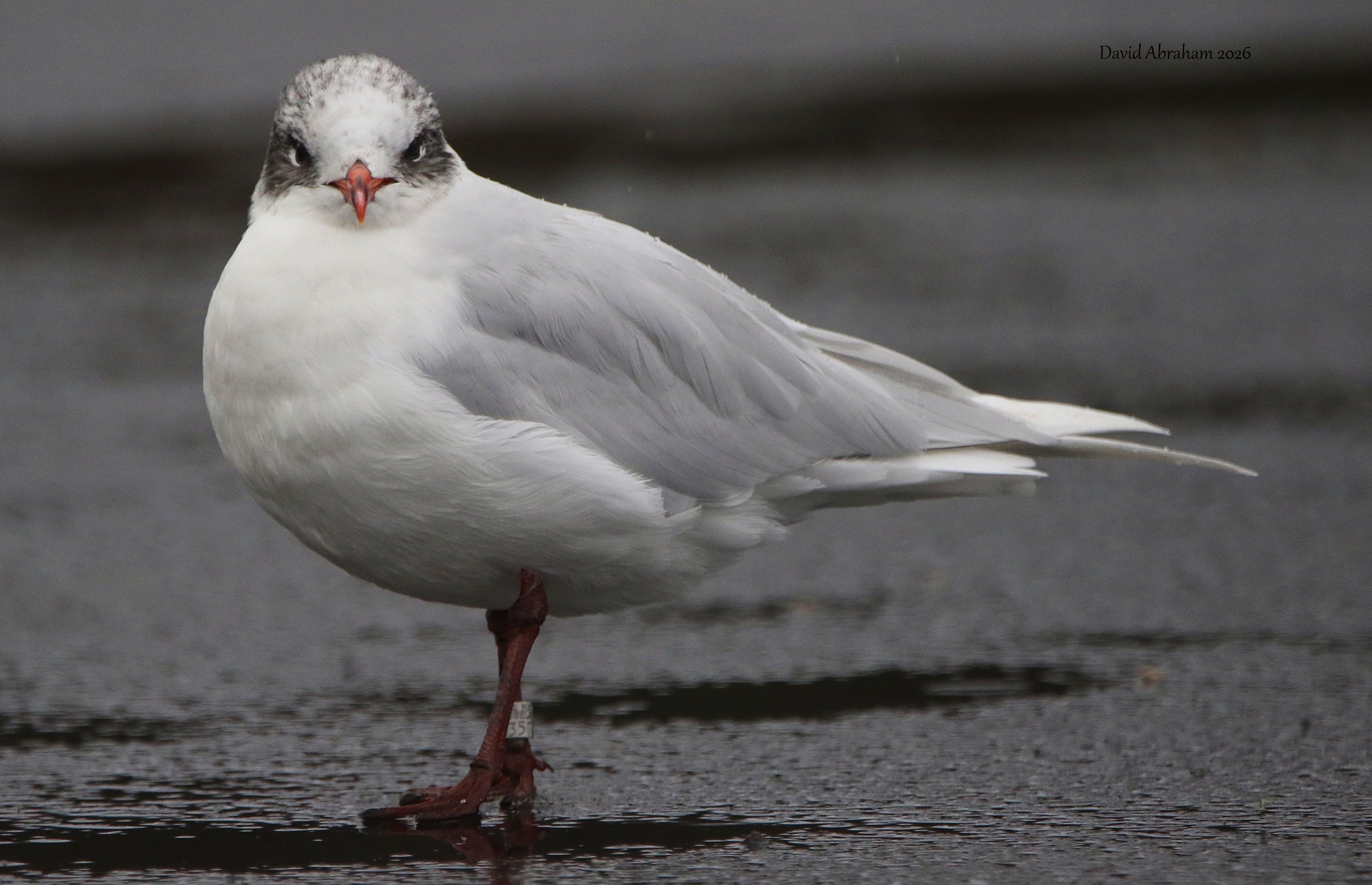 Mediterranean Gull 