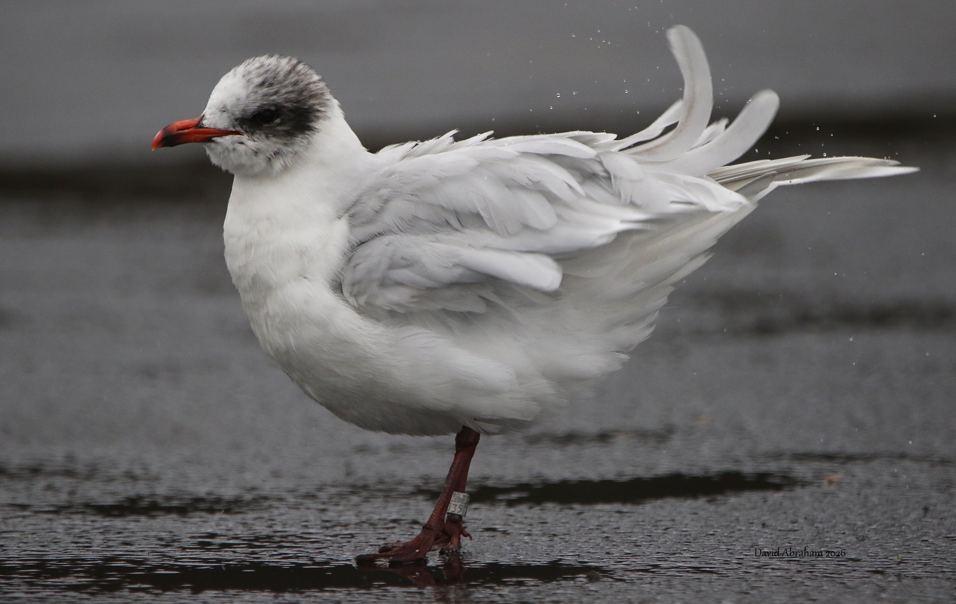 Mediterranean Gull 