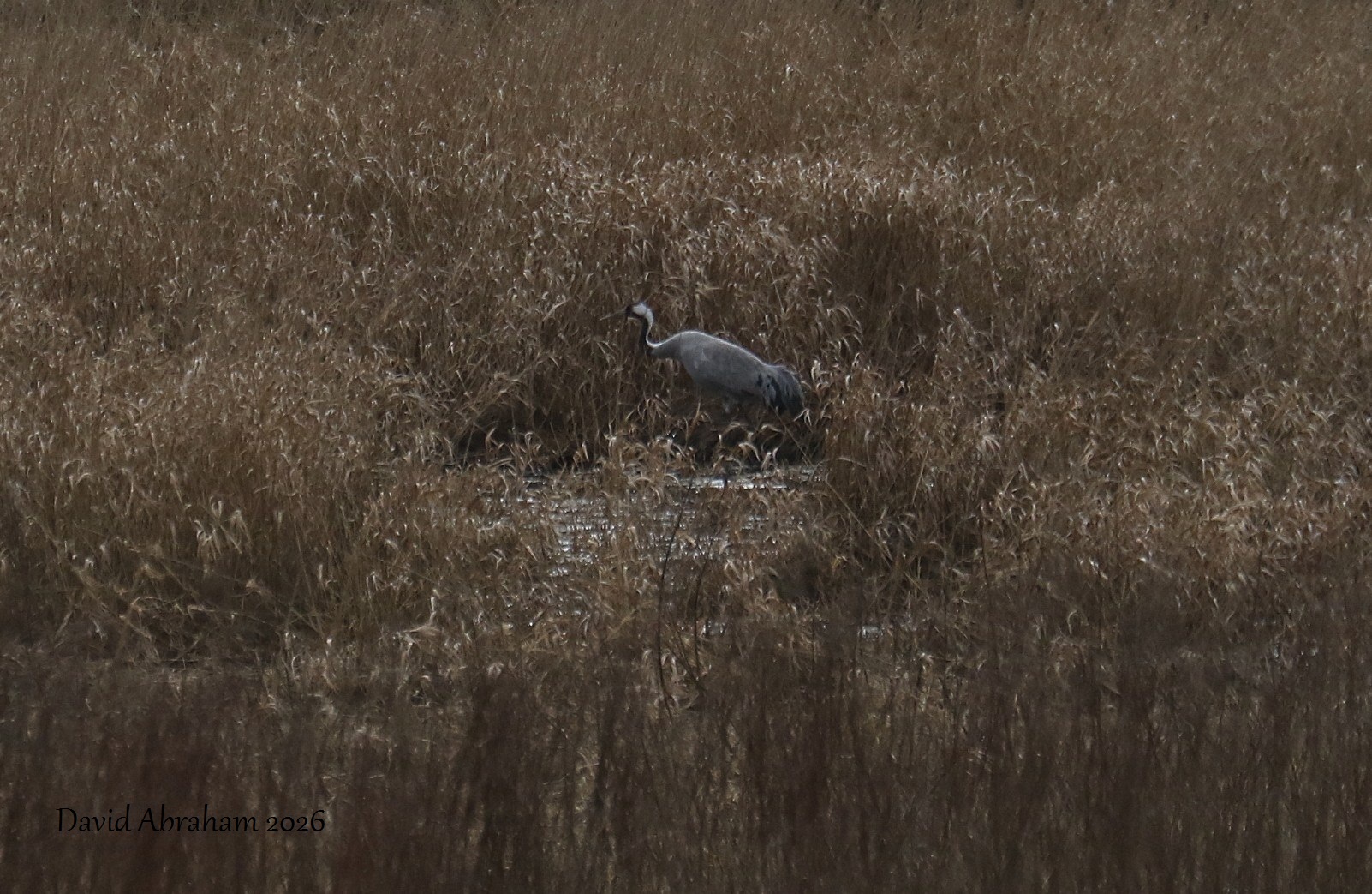Common Crane