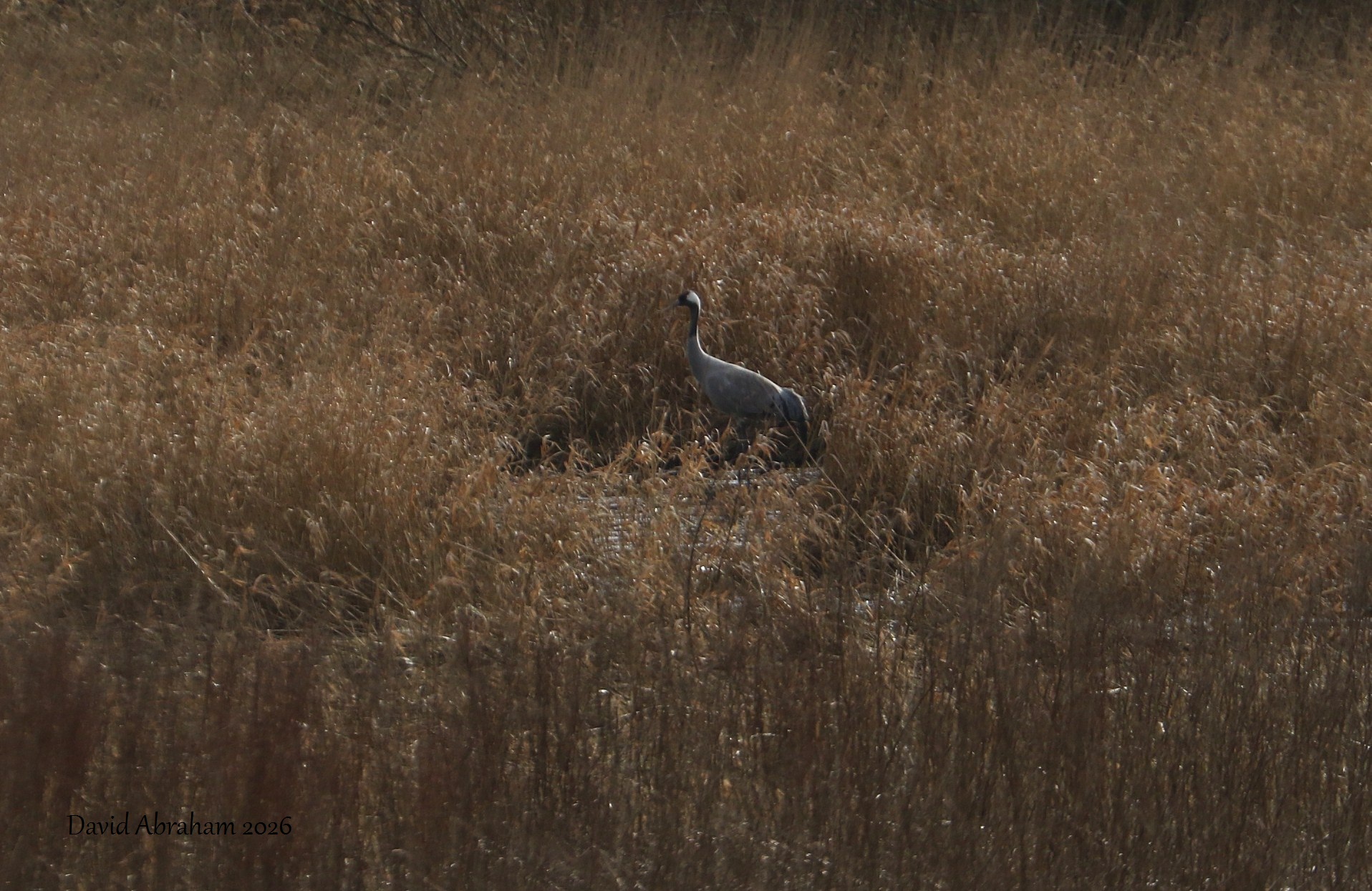 Common Crane 