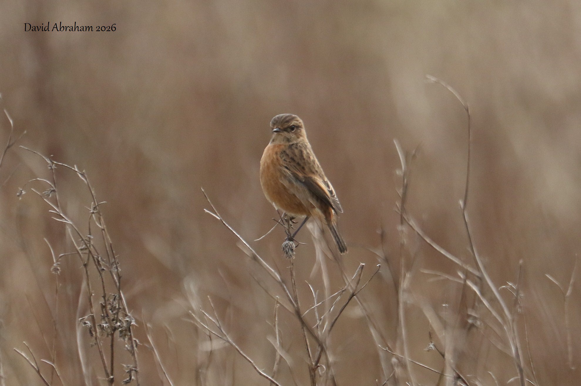Stonechat 