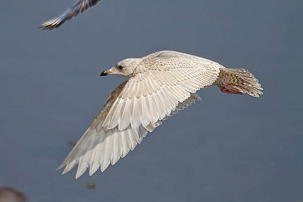 Kumlien's Gull