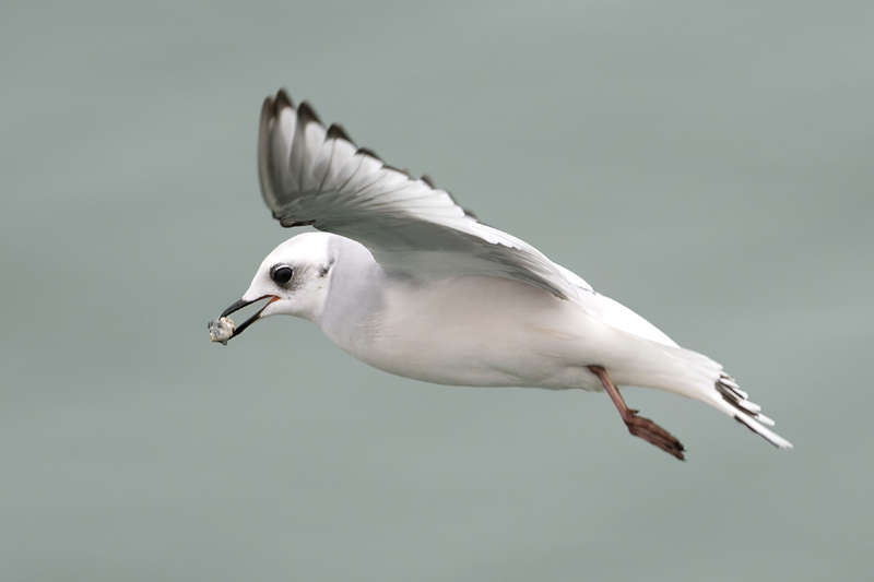 Ross's Gull