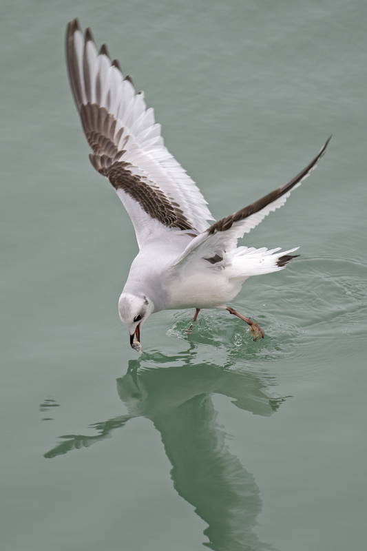 Ross's Gull