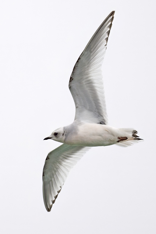 Ross's Gull
