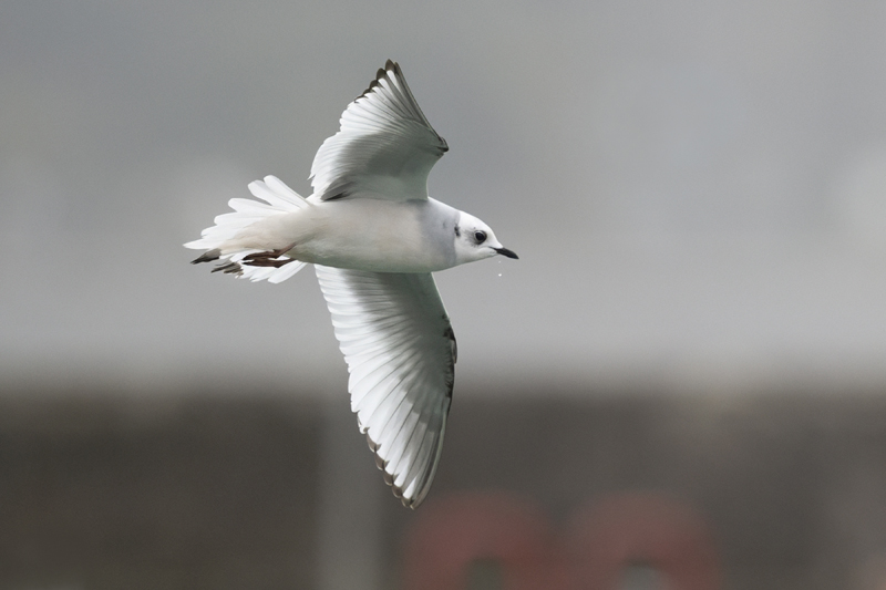 Ross's Gull