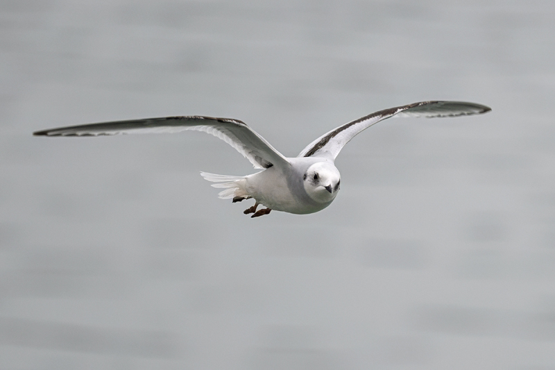 Ross's Gull