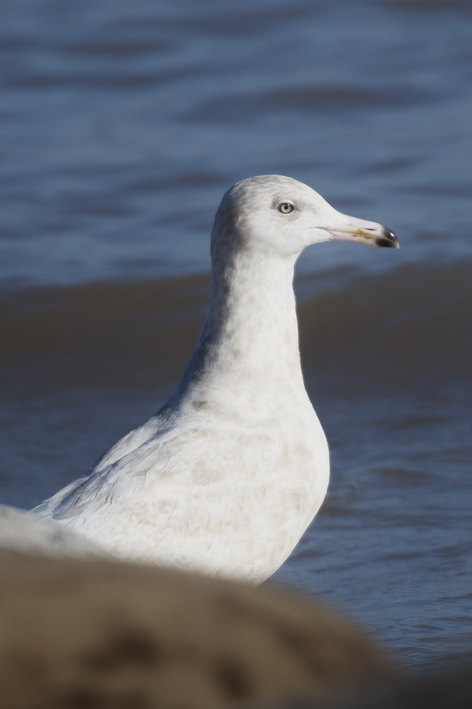 Glaucous Gull