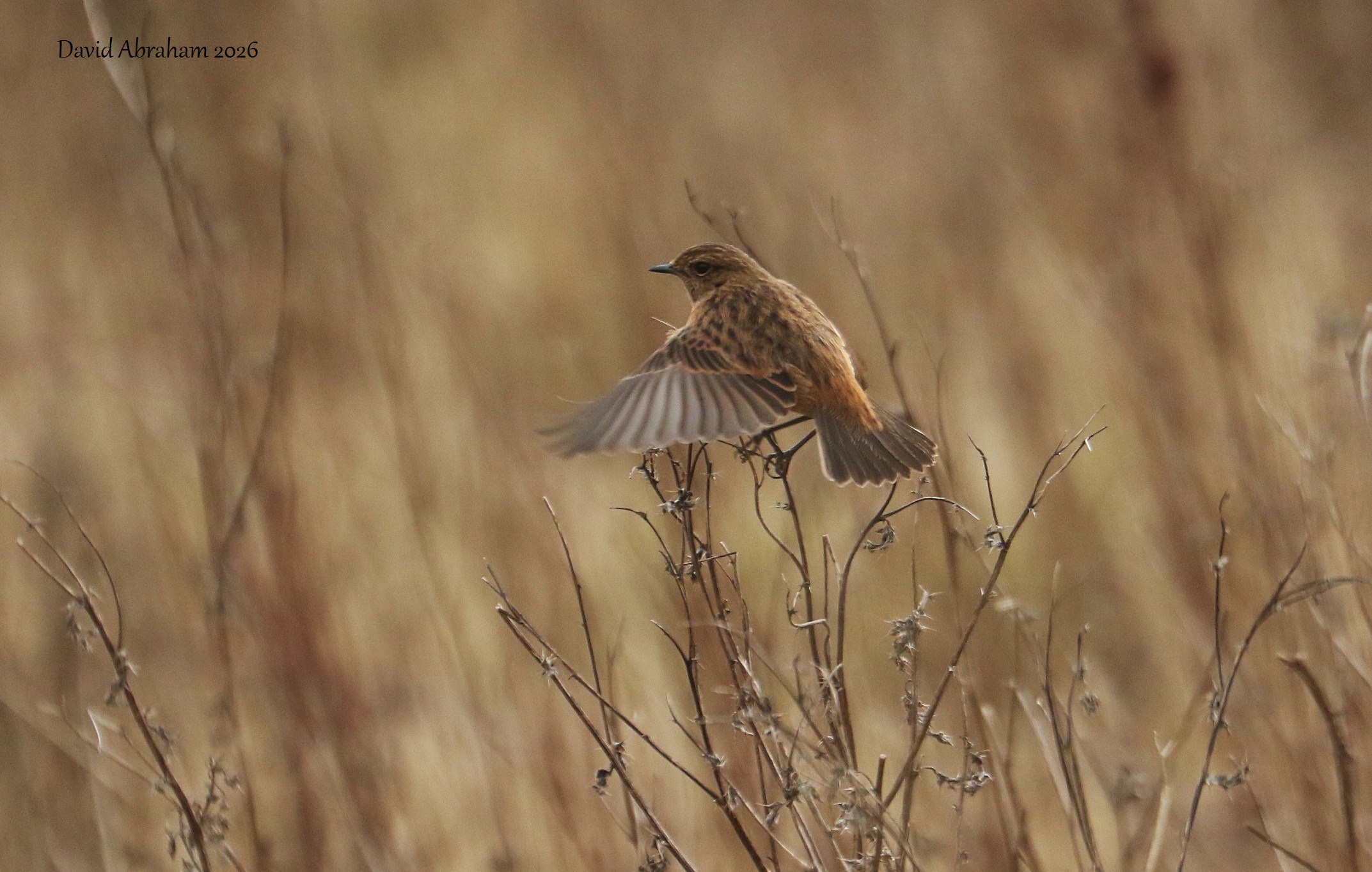 Stonechat 