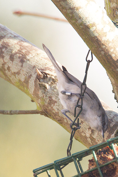 Lesser Whitethroat