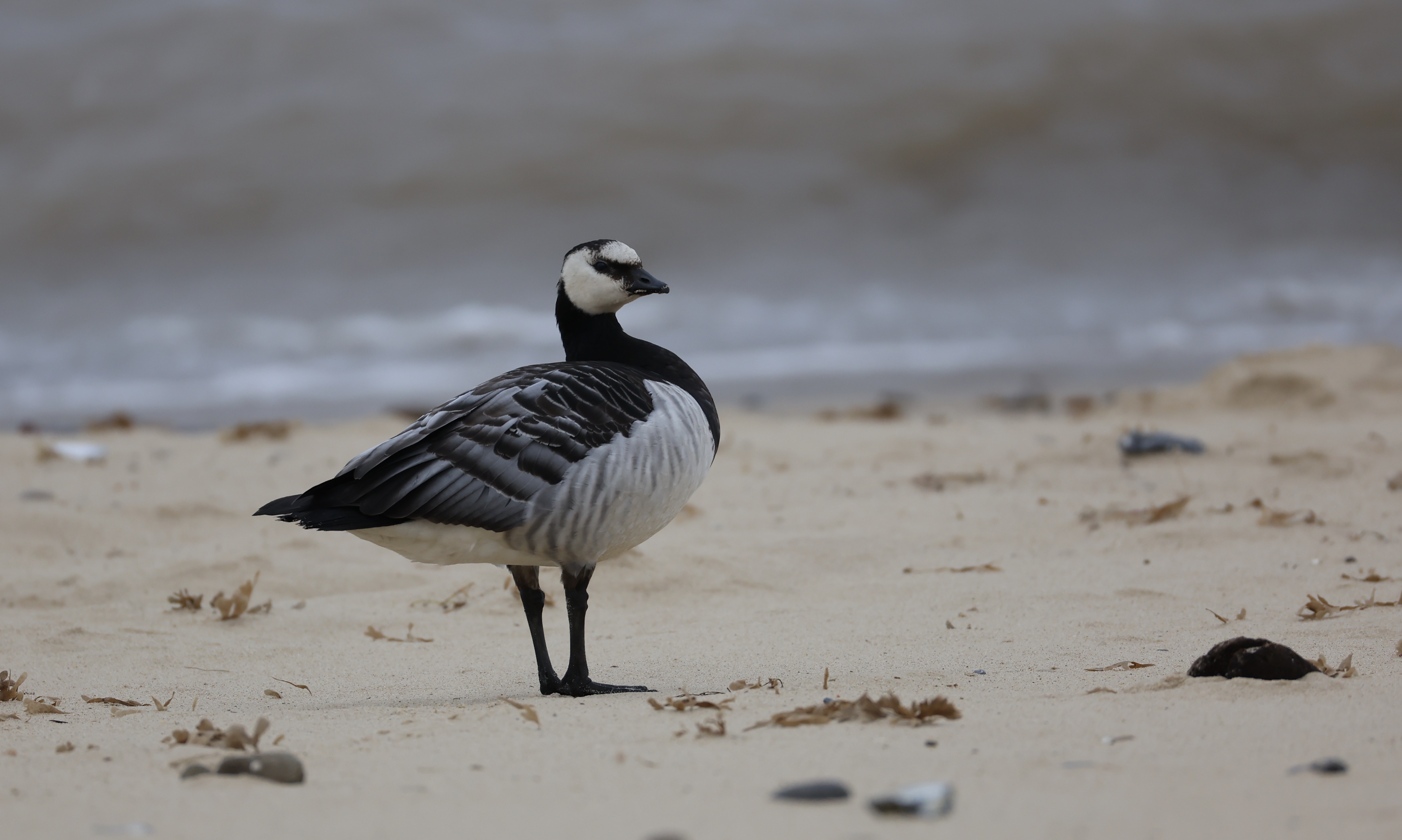 Barnacle Goose
